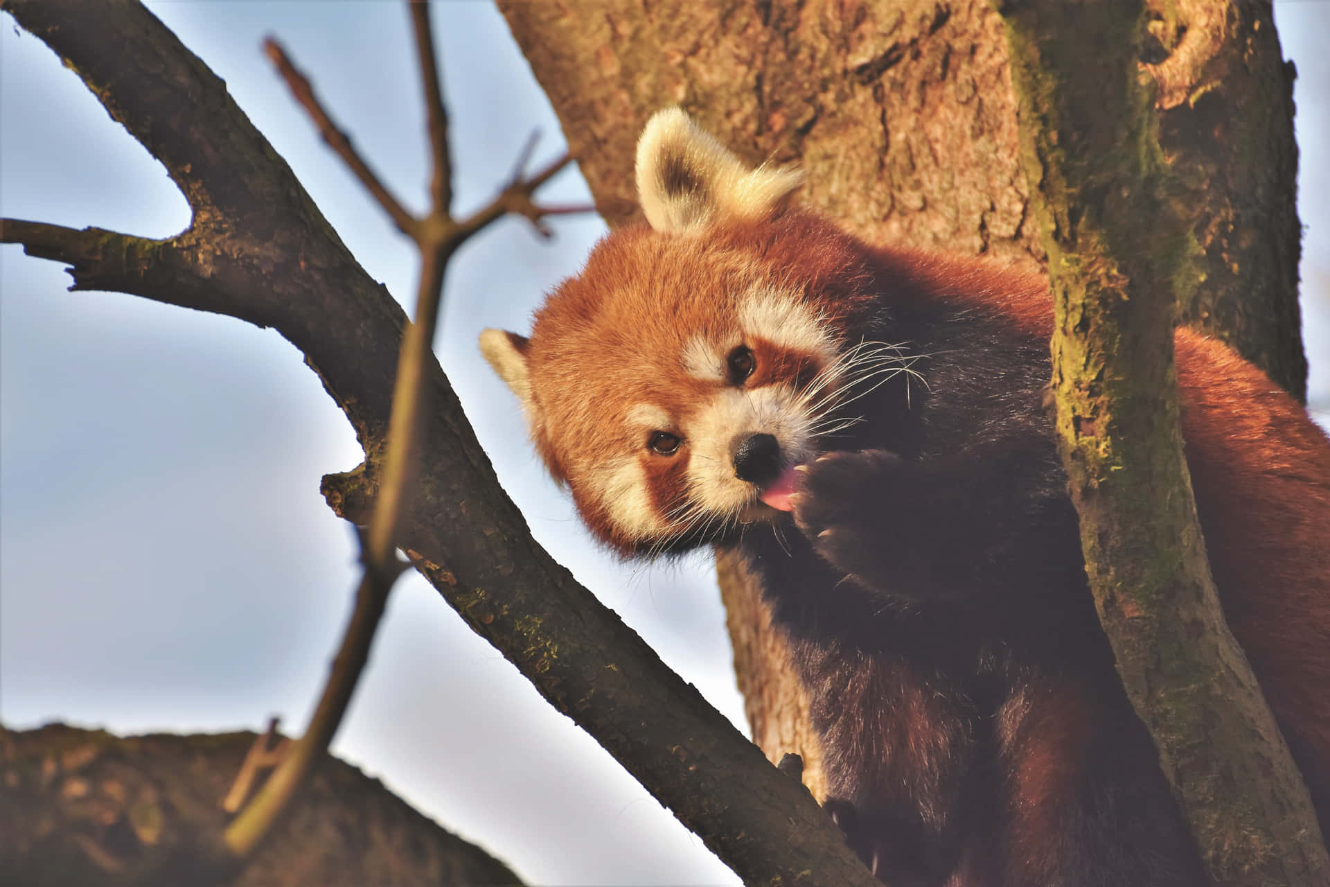 Imágenesde Pandas Rojos