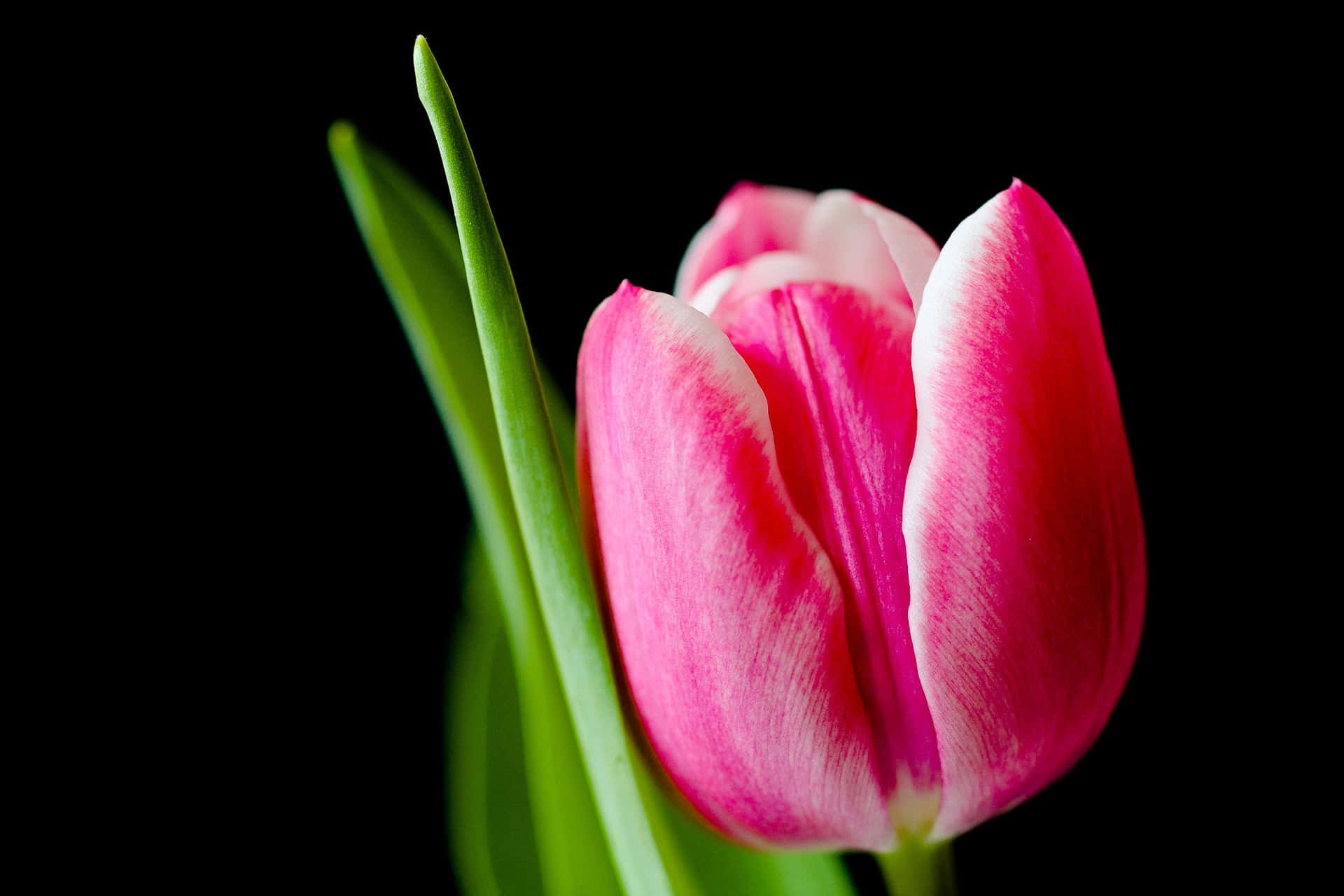 Imágenesde Tulipanes