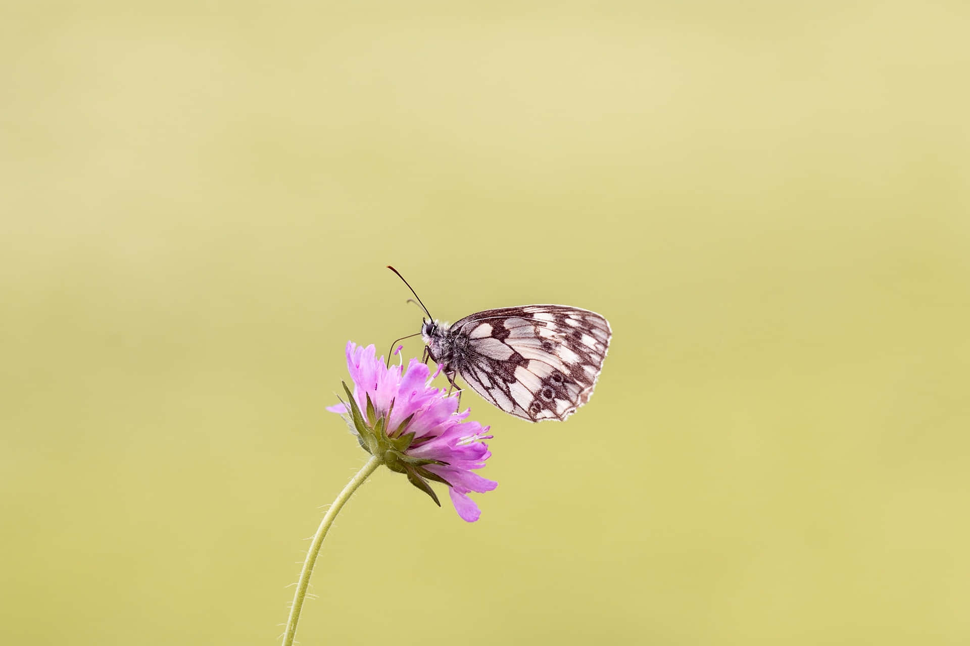 Imágenesestéticas De Mariposas