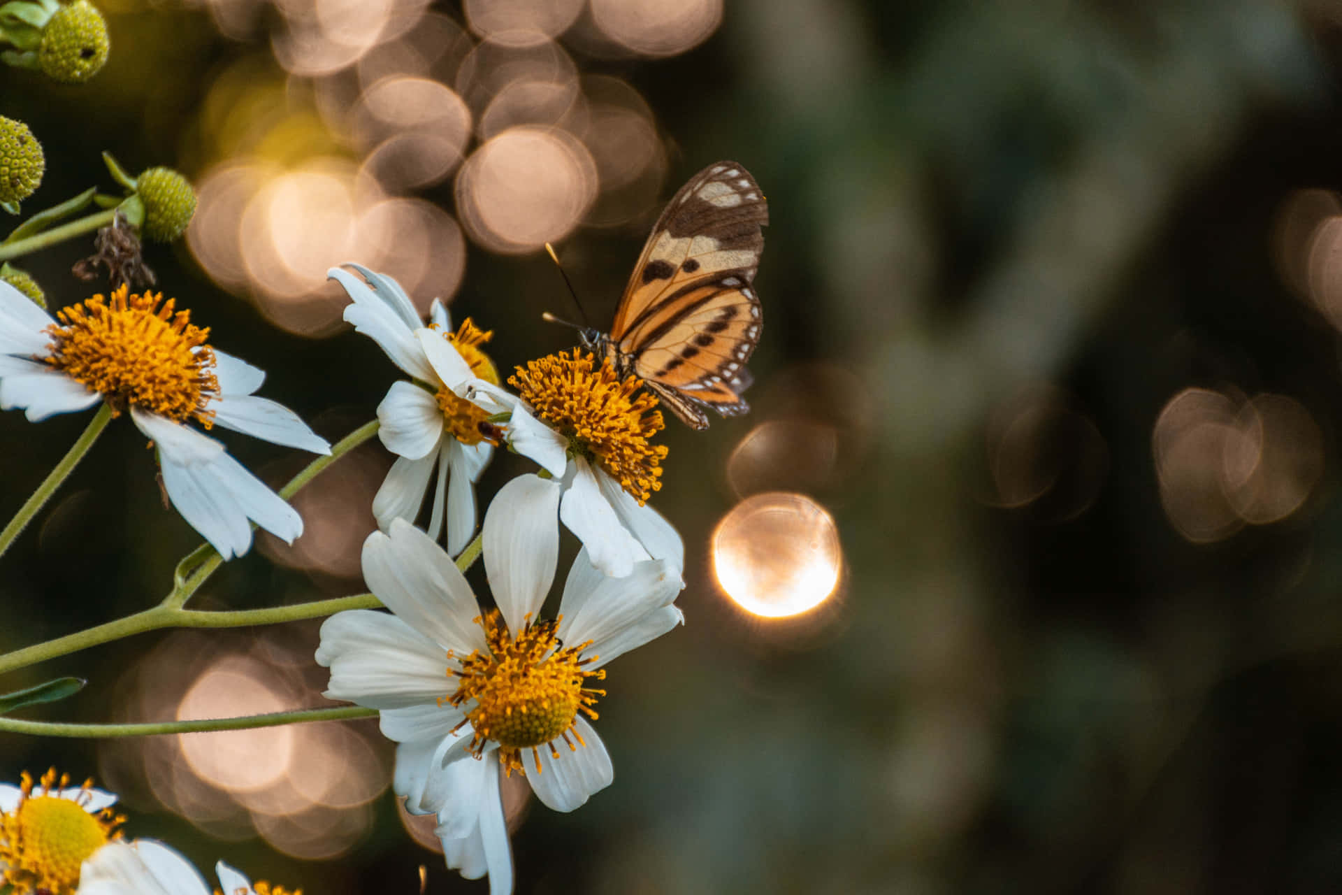 Imágenesestéticas De Mariposas.