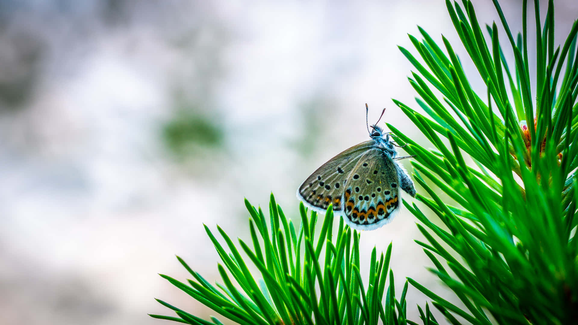 Imágenesestéticas De Mariposas