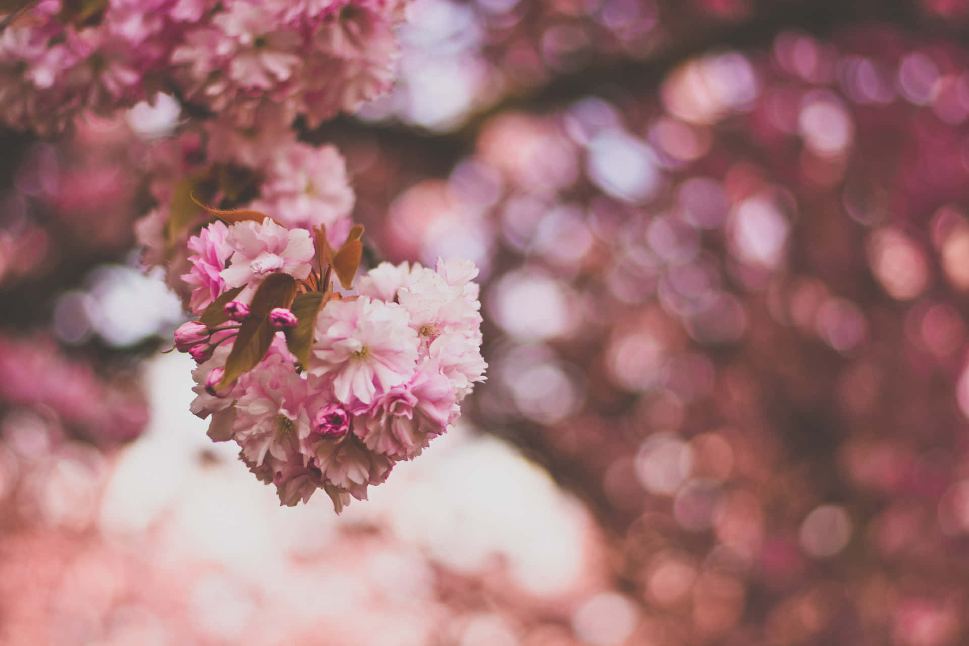 Imagemde Flores De Sakura Rosa.