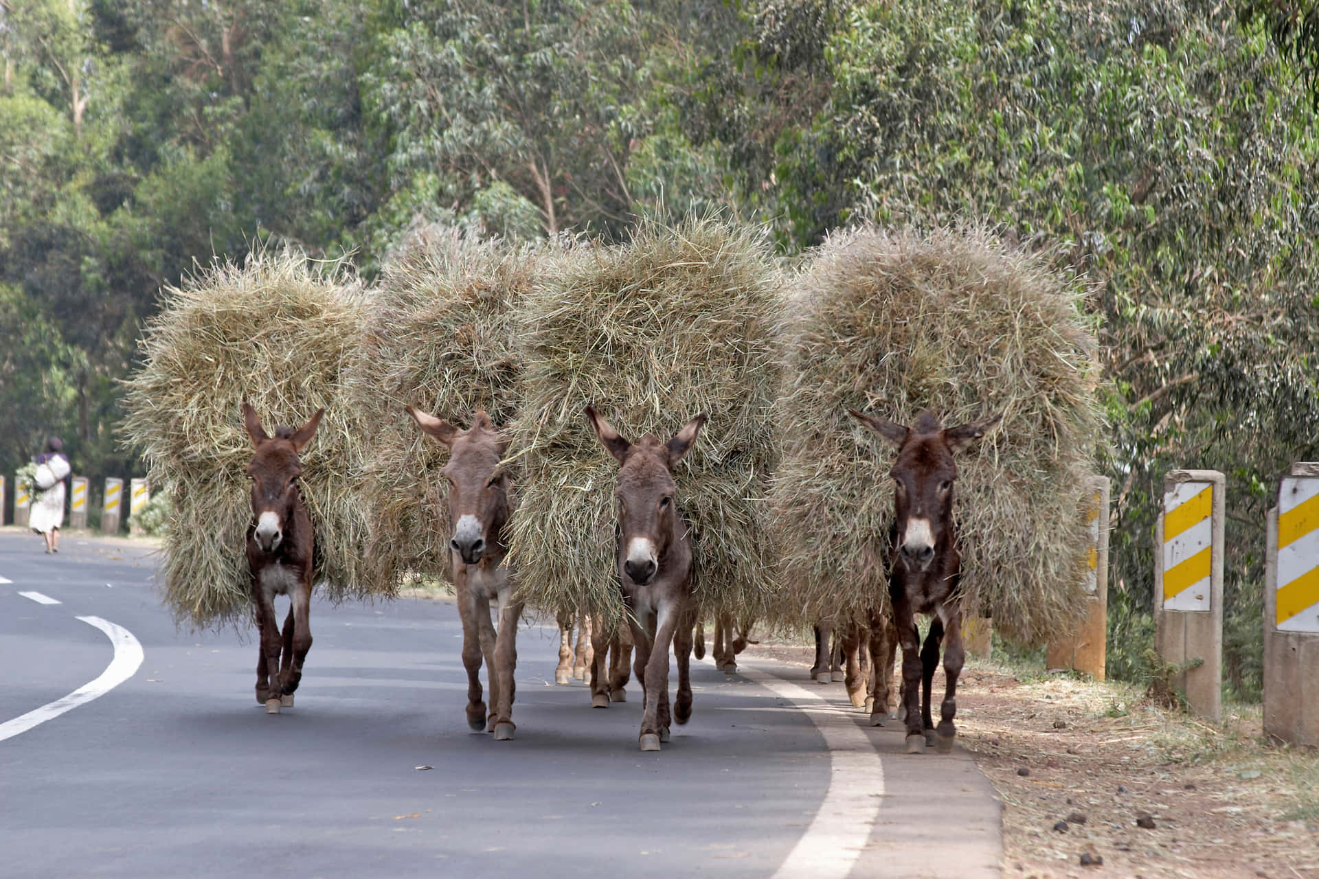 Imagensde Burros.