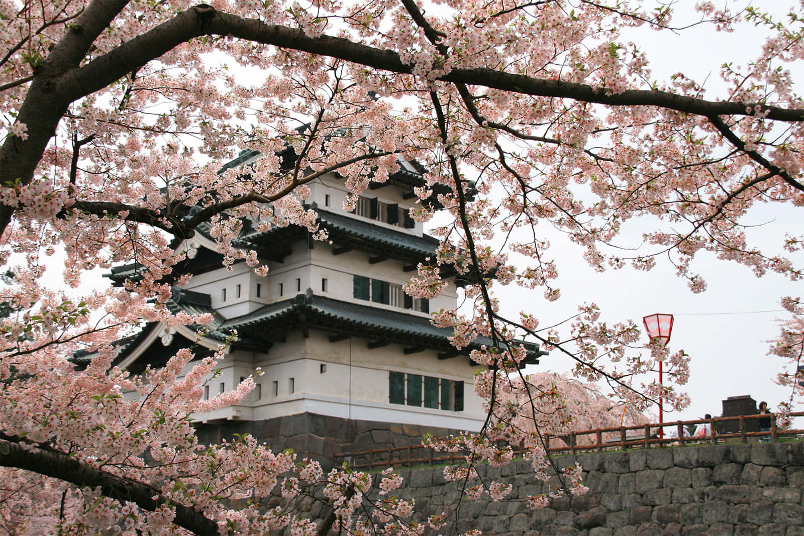 Ramode Cerejeira Em Flor No Castelo De Hirosaki Imagem.