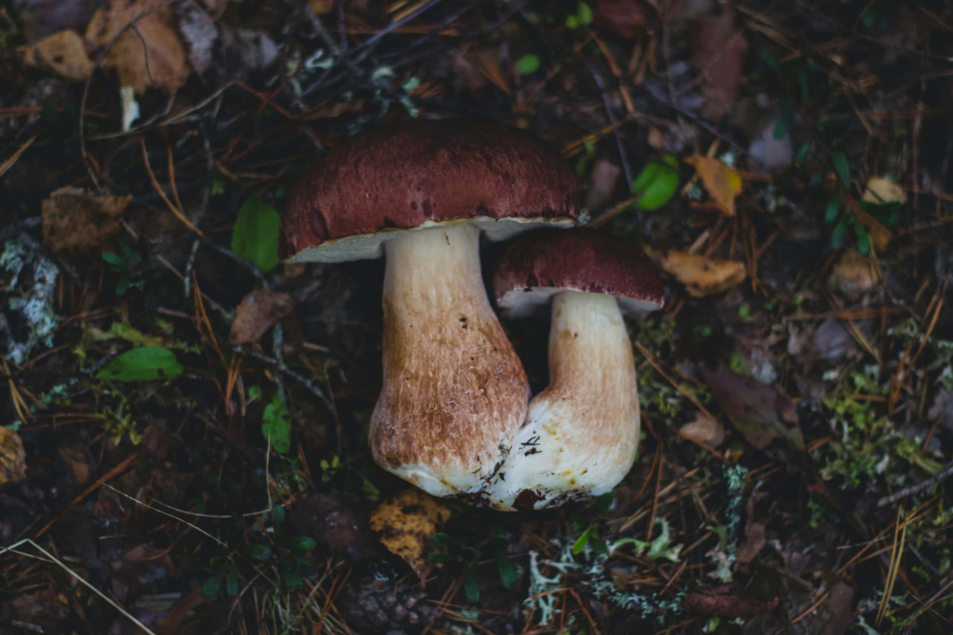 Fotosde Cogumelos.