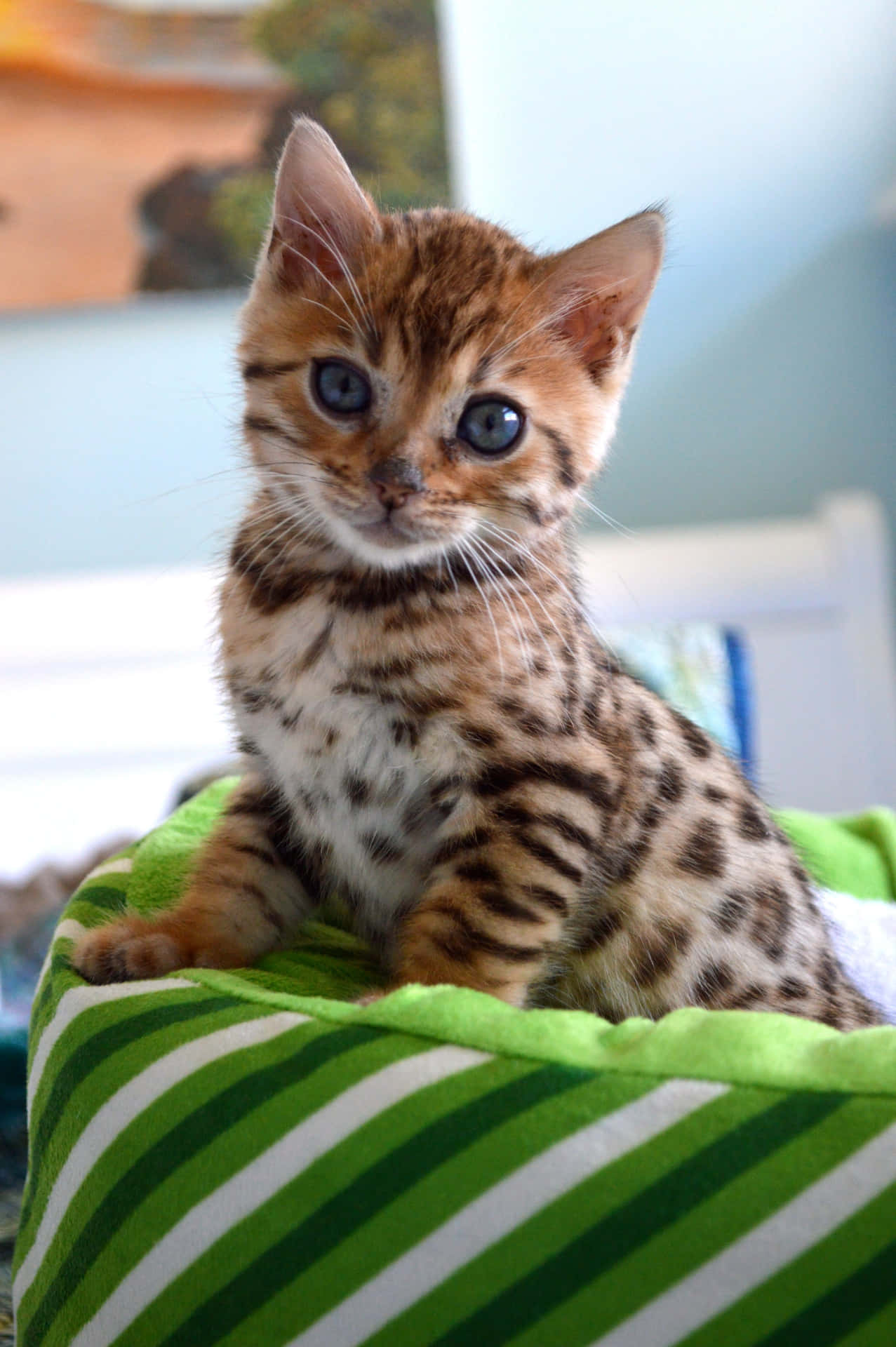 Fotode Gatinho Bengalês.