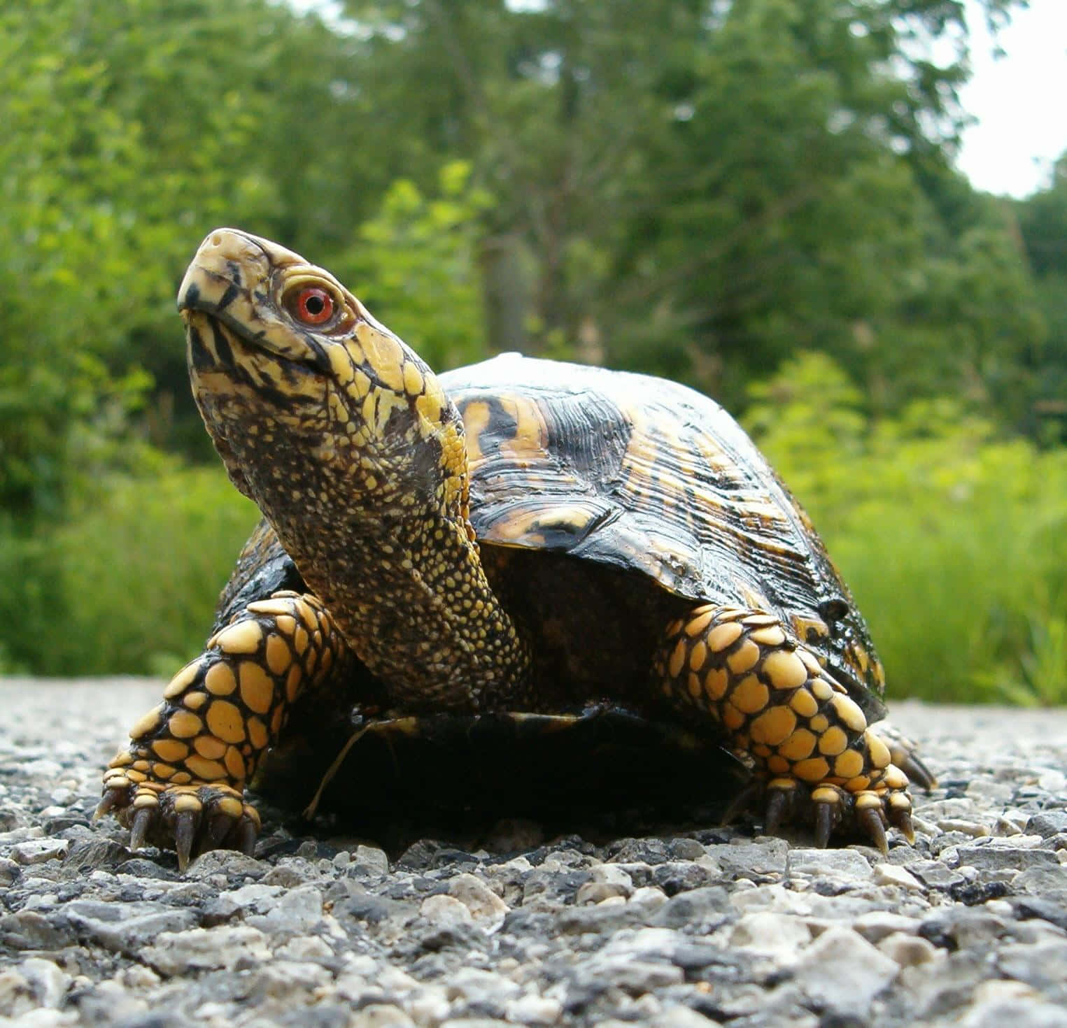 Imagemde Tartaruga Andando.