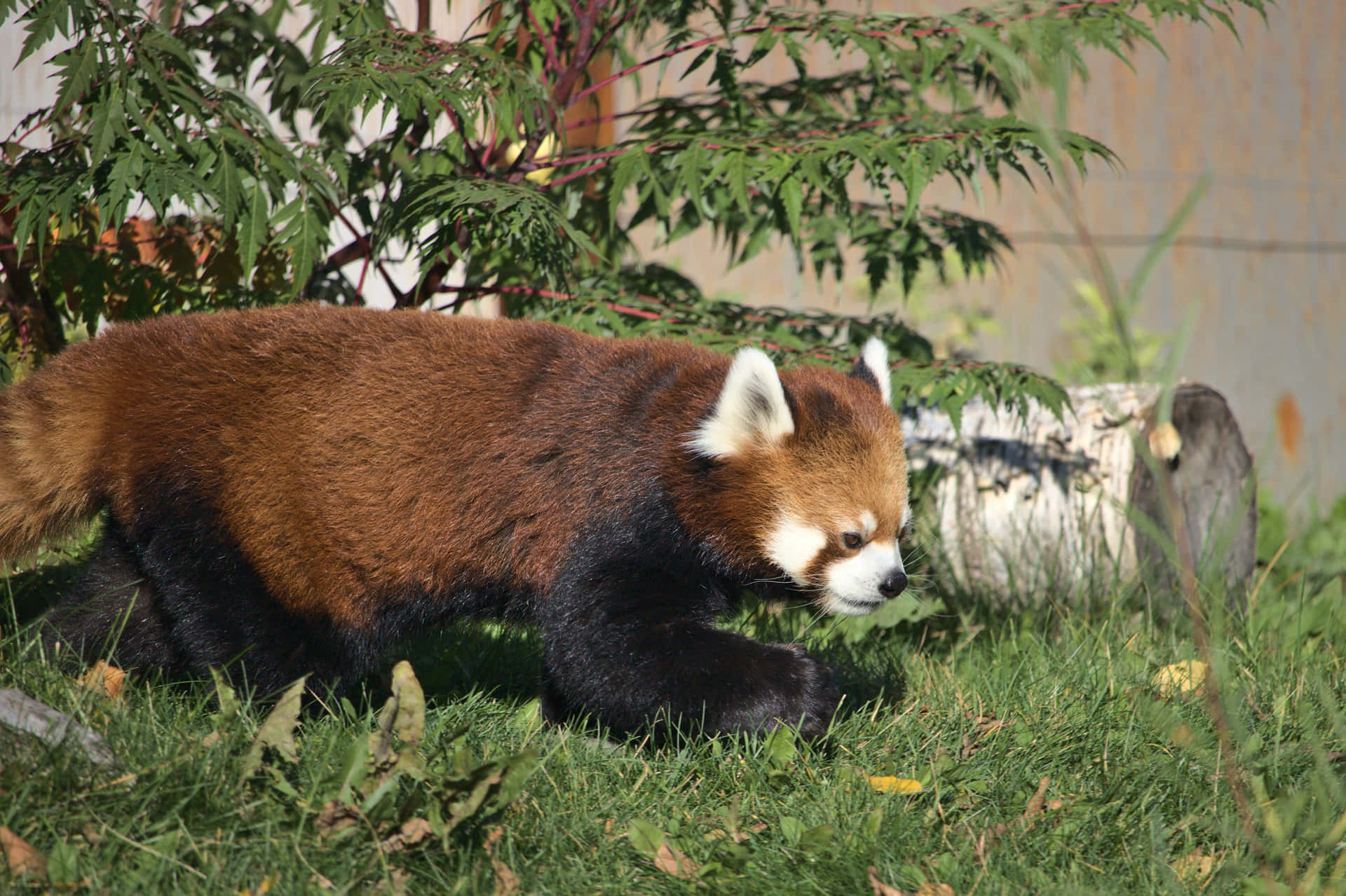 Fotosde Pandas Vermelhos.