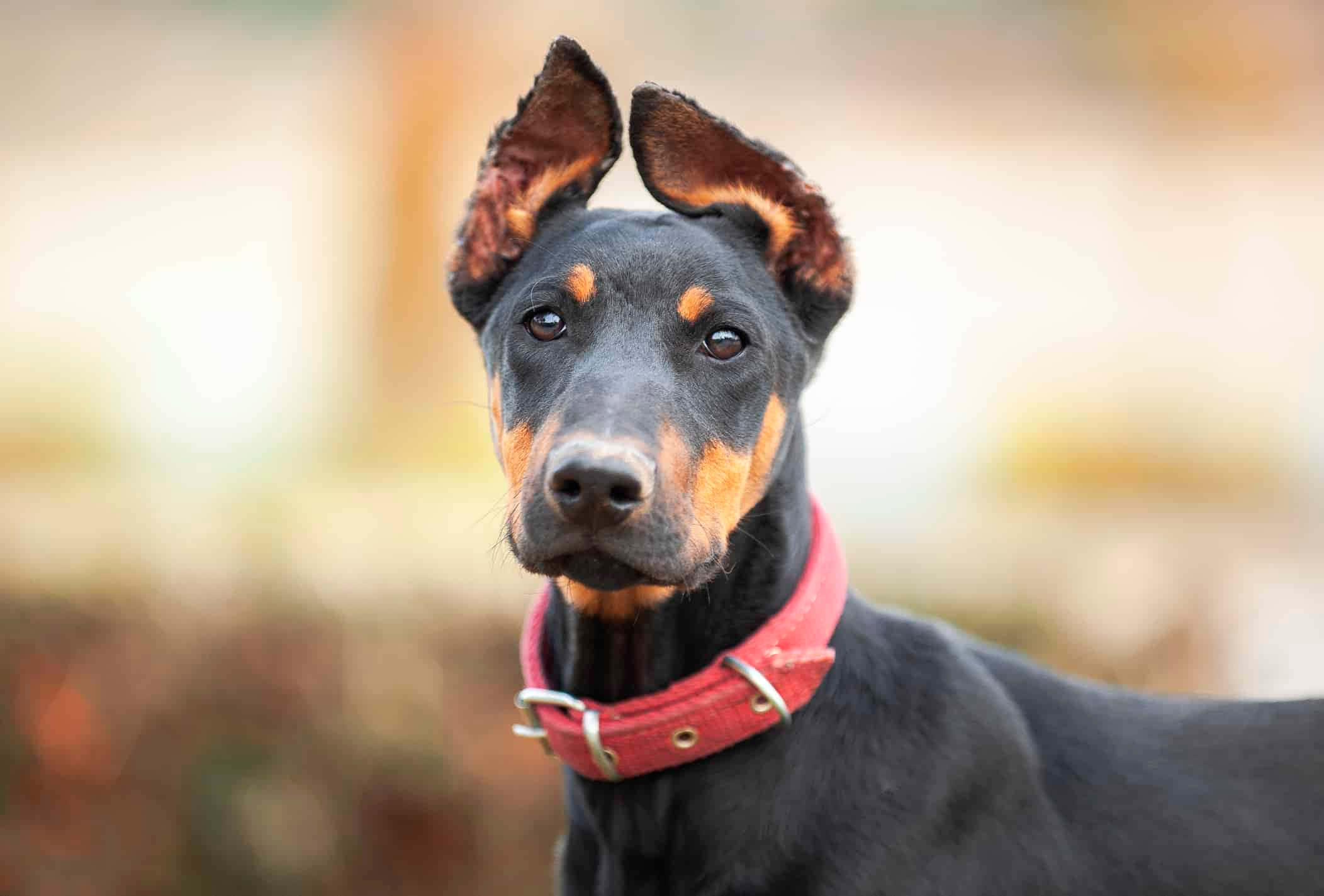 Imagensde Doberman