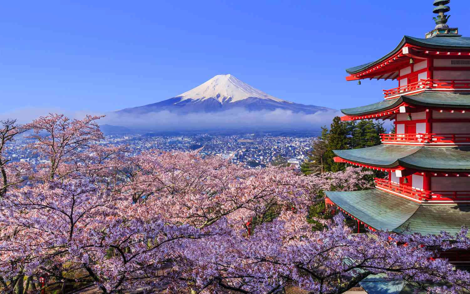 Immaginedel Monte Fuji Con Fiori Di Ciliegio