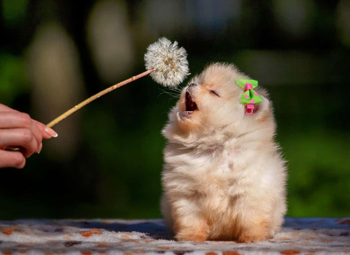 Immaginedi Un Adorabile Cane Pomeranian