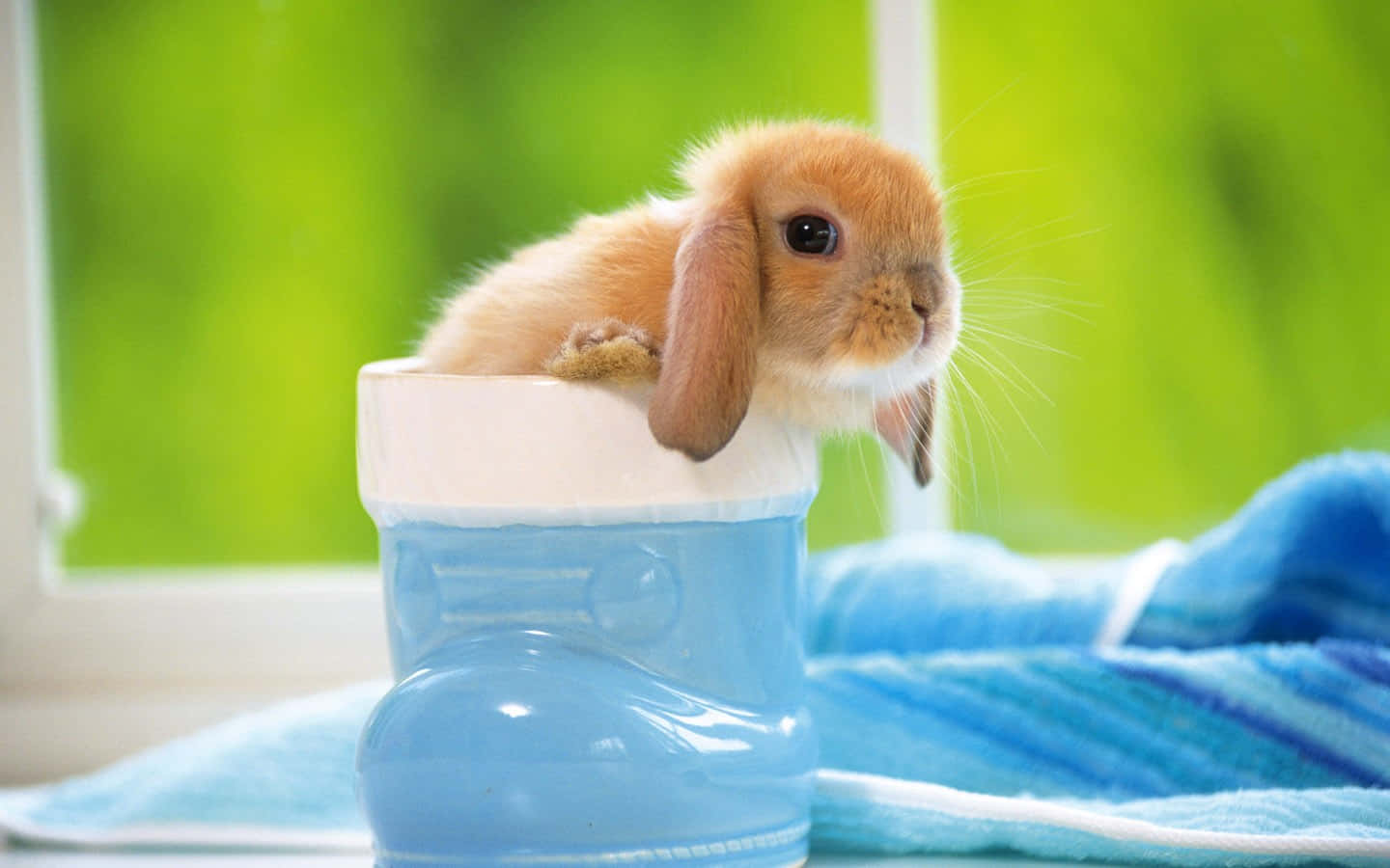 Immaginedi Un Adorabile Coniglio Con Scarpe Blu.