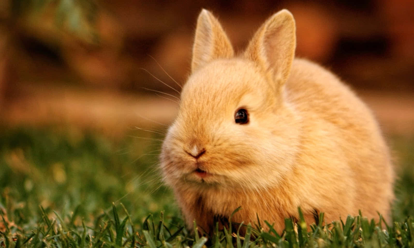 Immaginedi Un Adorabile Coniglio Marrone Grassoccio