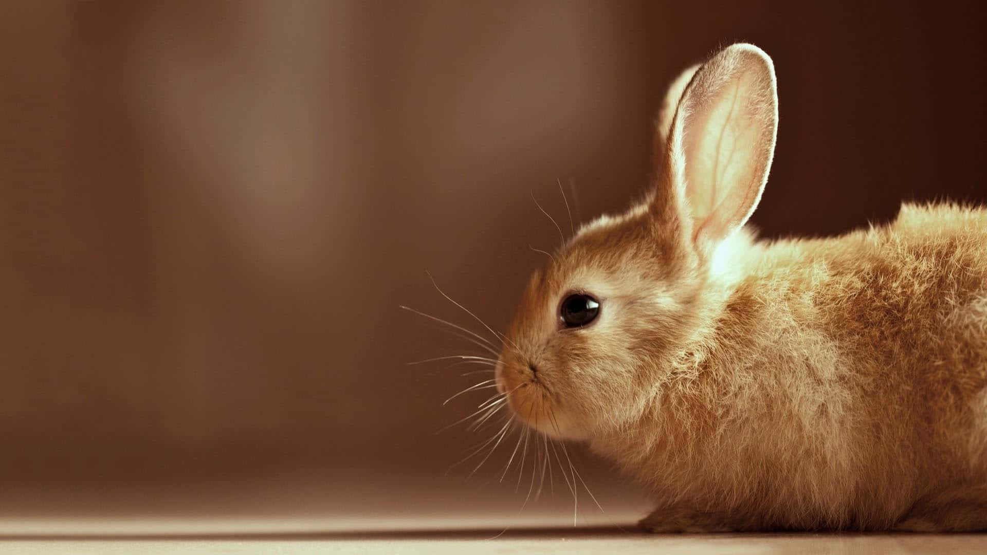 Immaginedi Un Coniglietto Carino Dal Colore Dorato Marrone