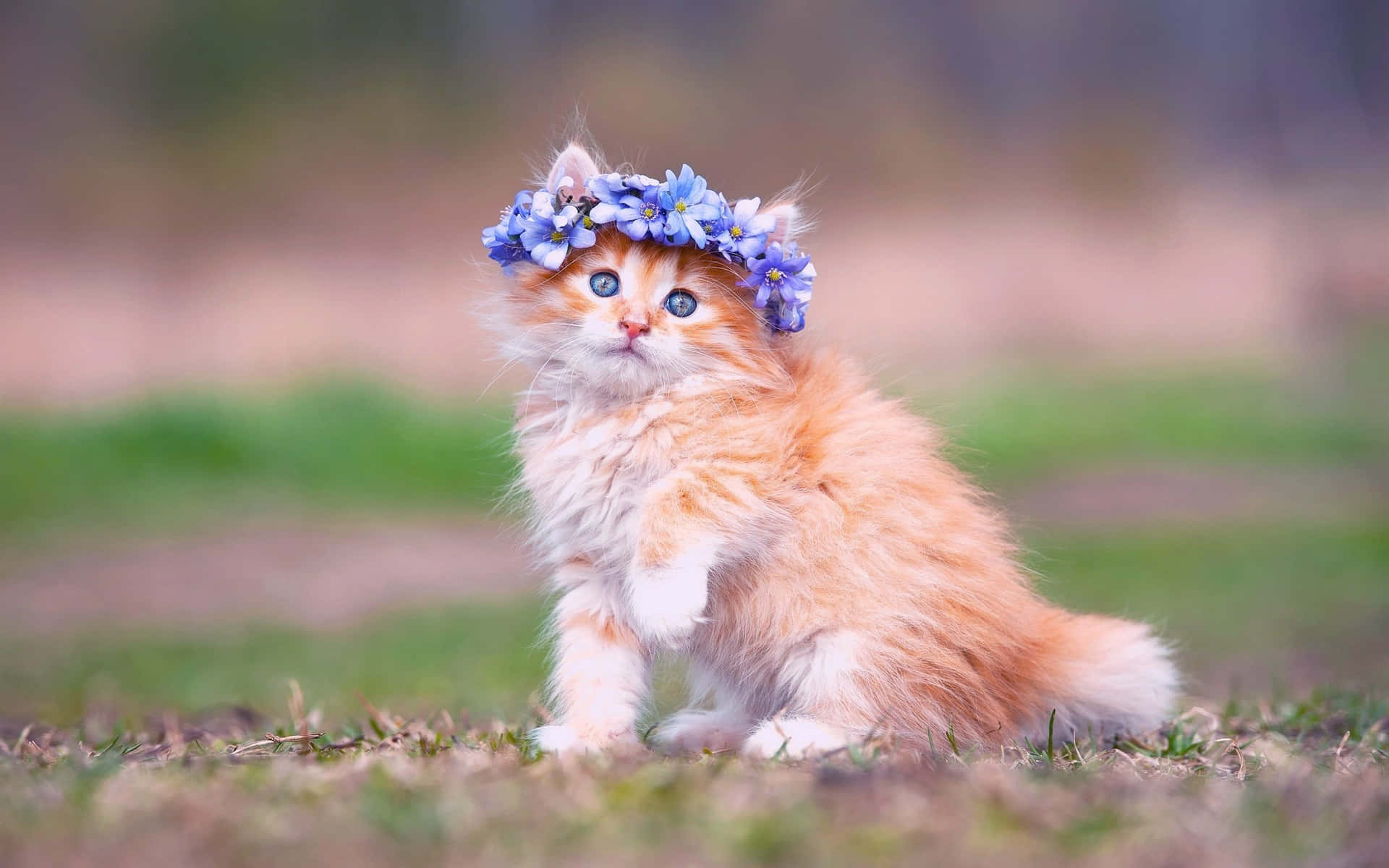 Immaginedi Un Gattino Con Una Corona In Testa