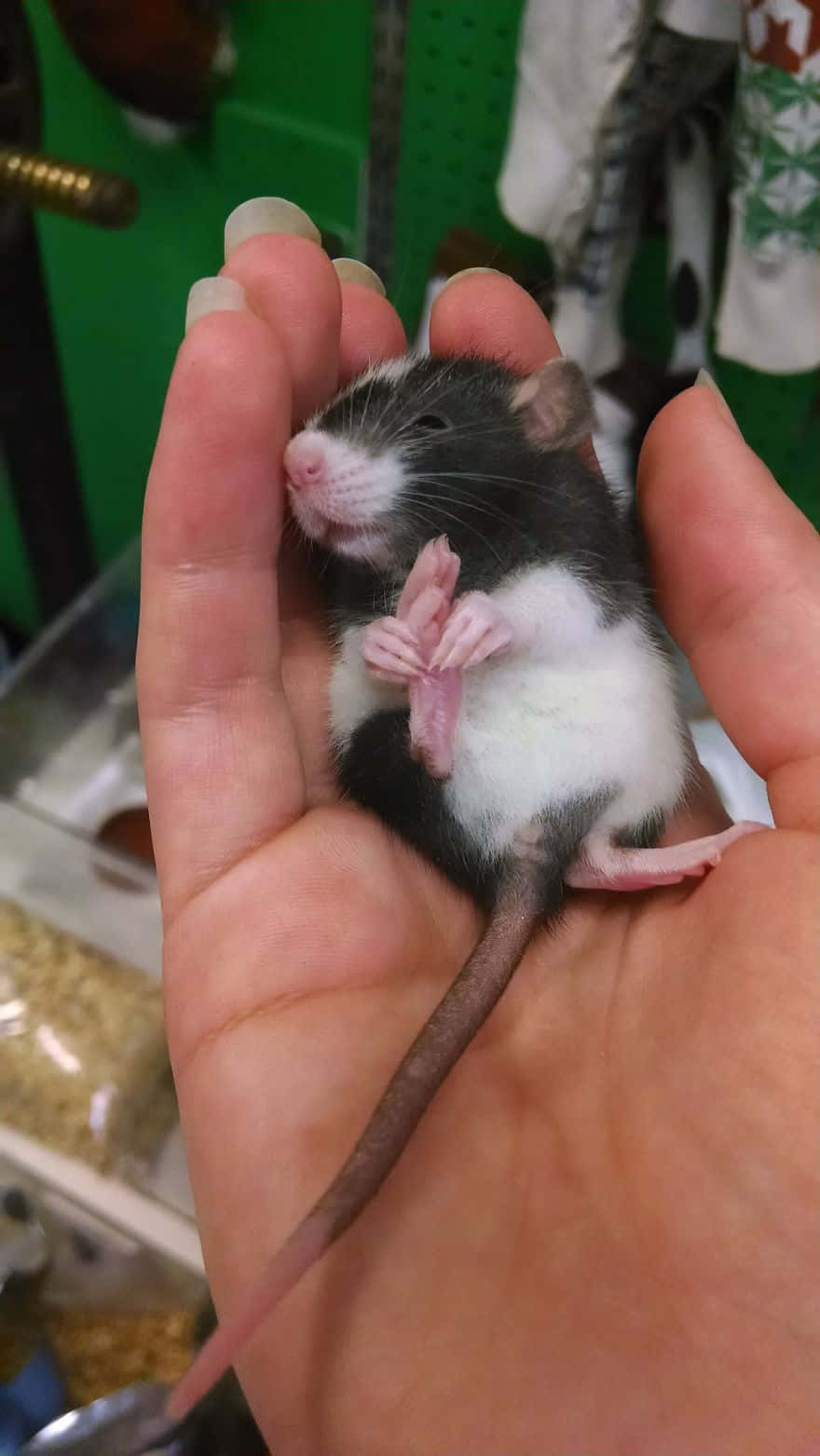 Immaginedi Un Ratto Che Dorme
