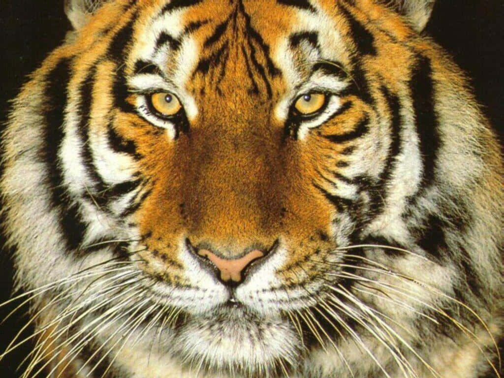 Immaginidel Viso Di Tigre