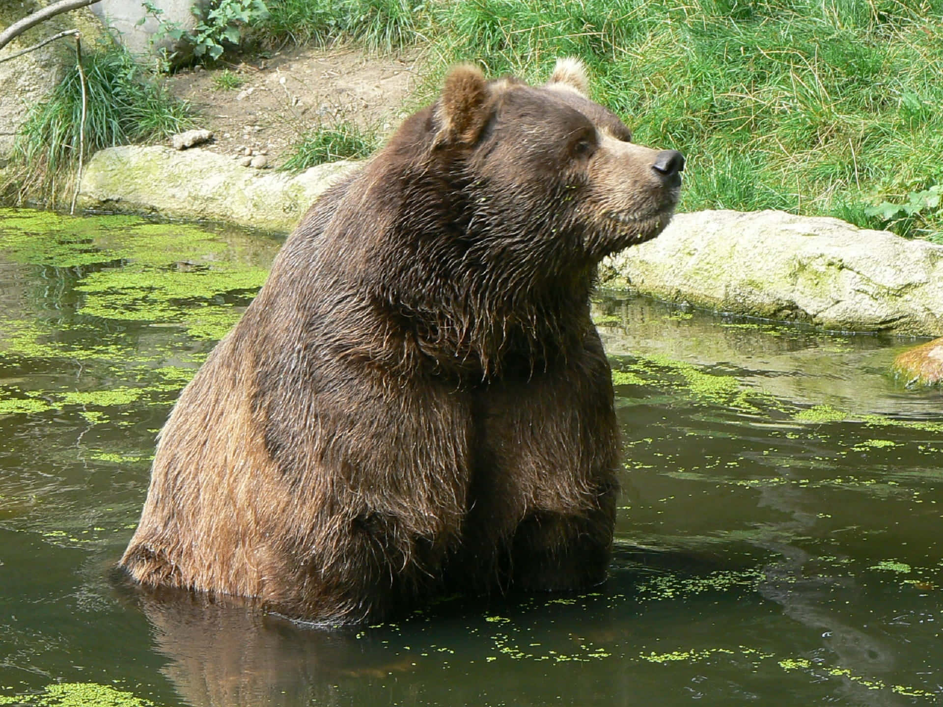 Immaginidell'orso Kodiak