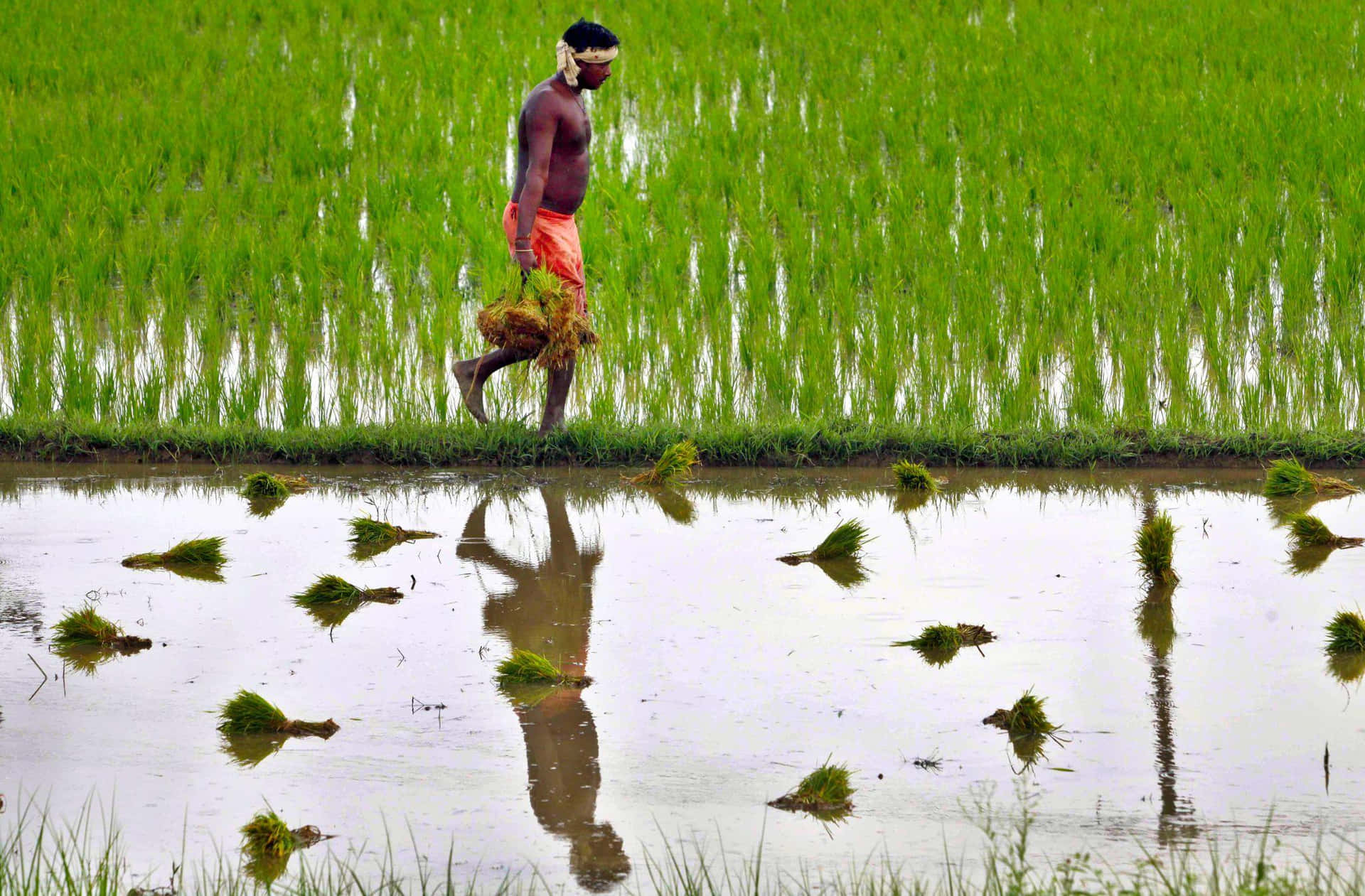 Immaginidi Agricoltura