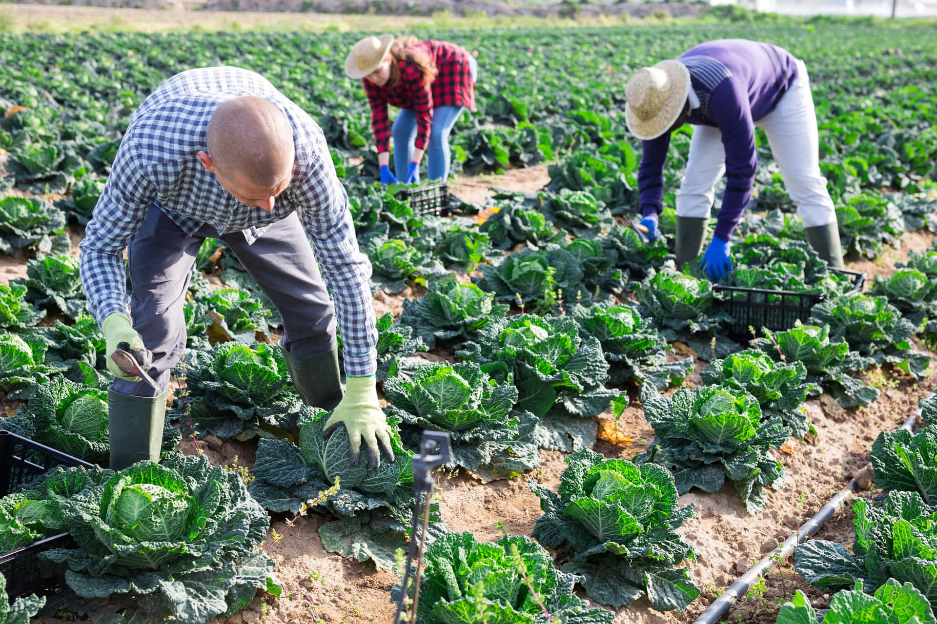 Immaginidi Agricoltura