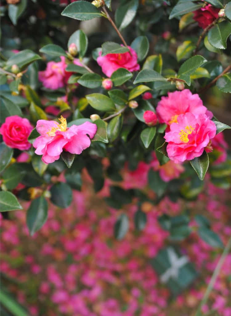 Immaginidi Camellia Sasanqua