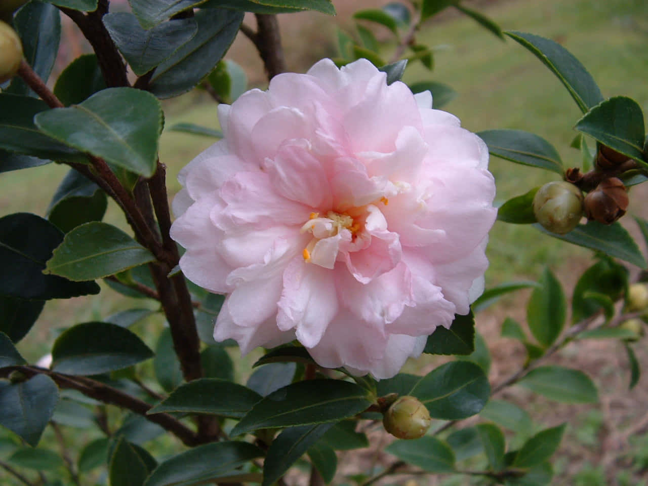 Immaginidi Camellia Sasanqua