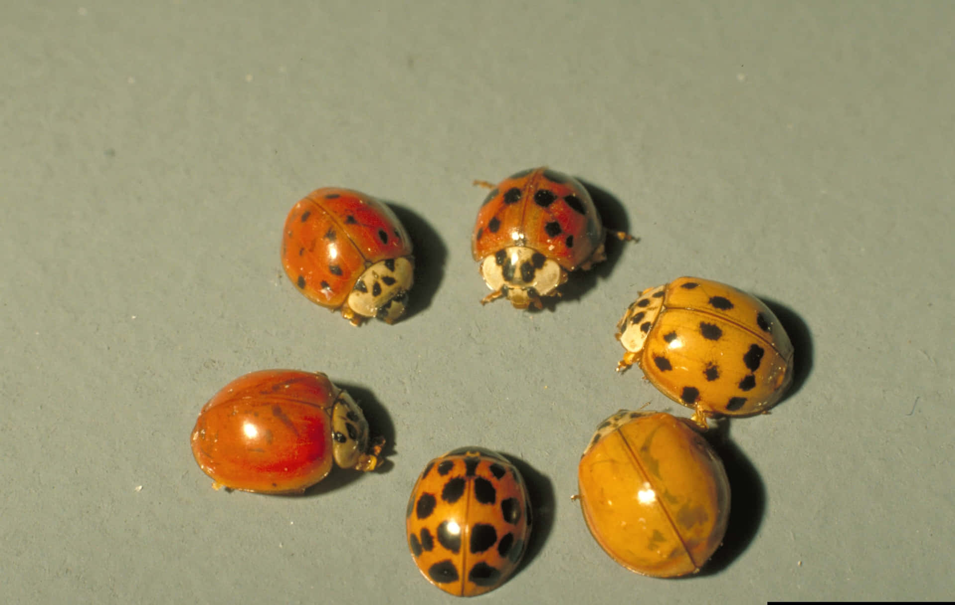 Immaginidi Coccinelle