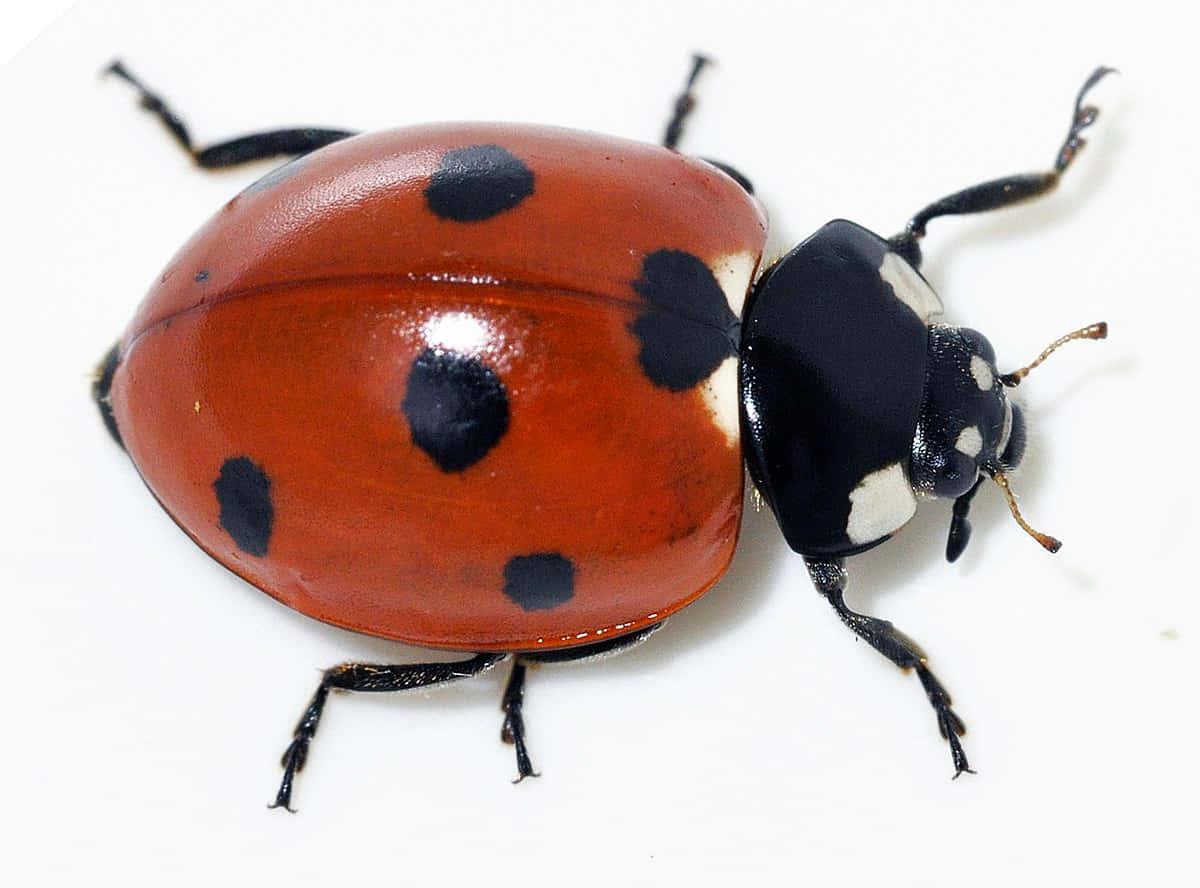 Immaginidi Coccinelle