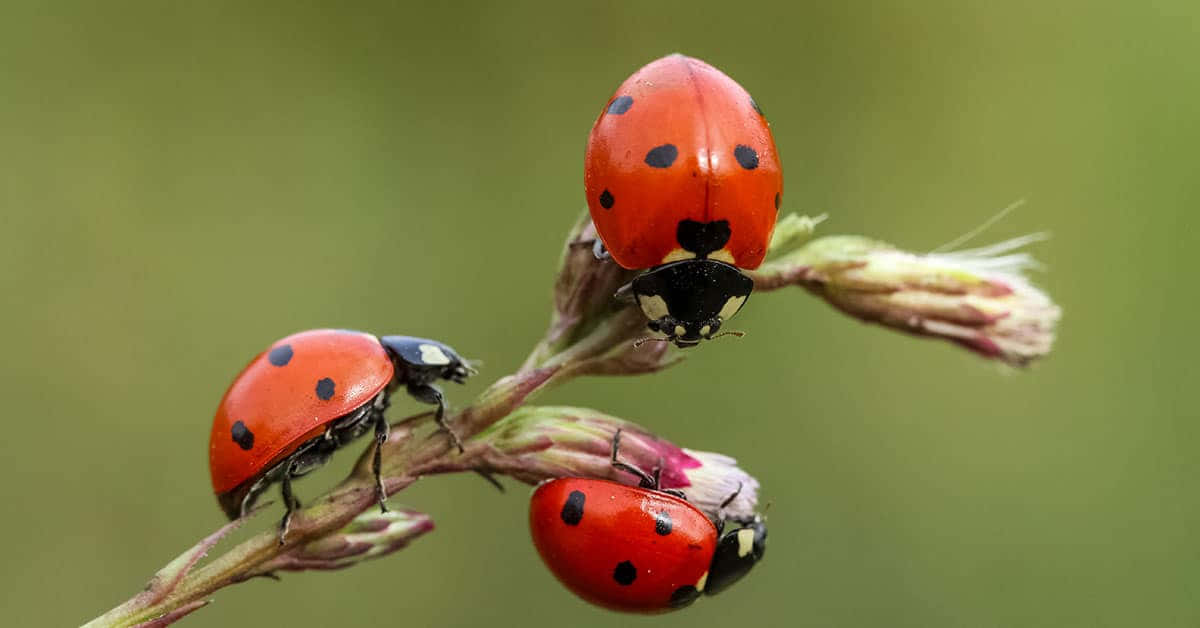 Immaginidi Coccinelle