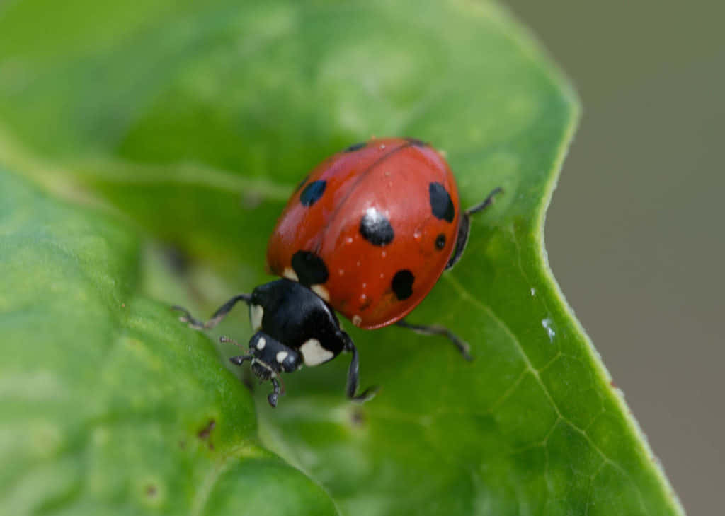 Immaginidi Coccinelle