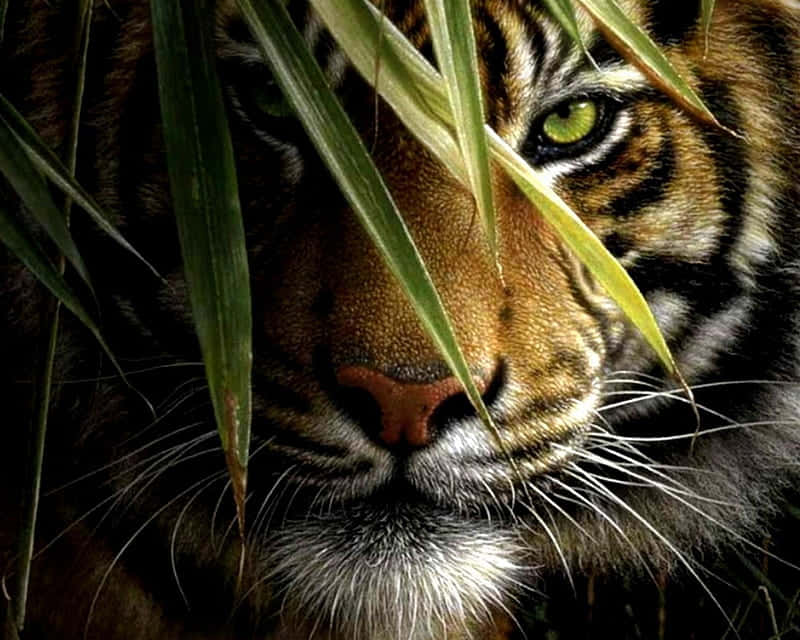 Immaginidi Facce Di Tigri