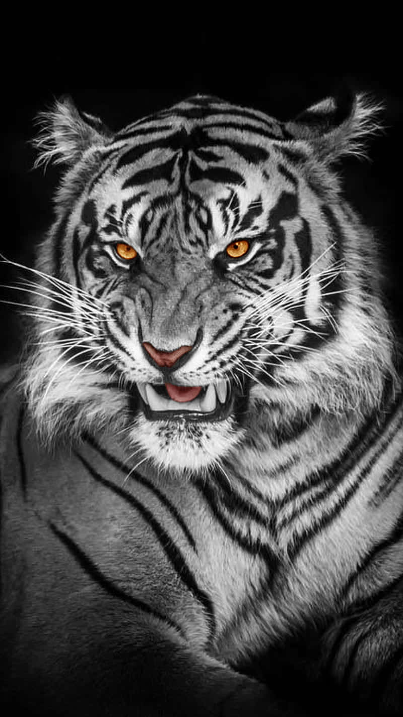Immaginidi Facce Di Tigri
