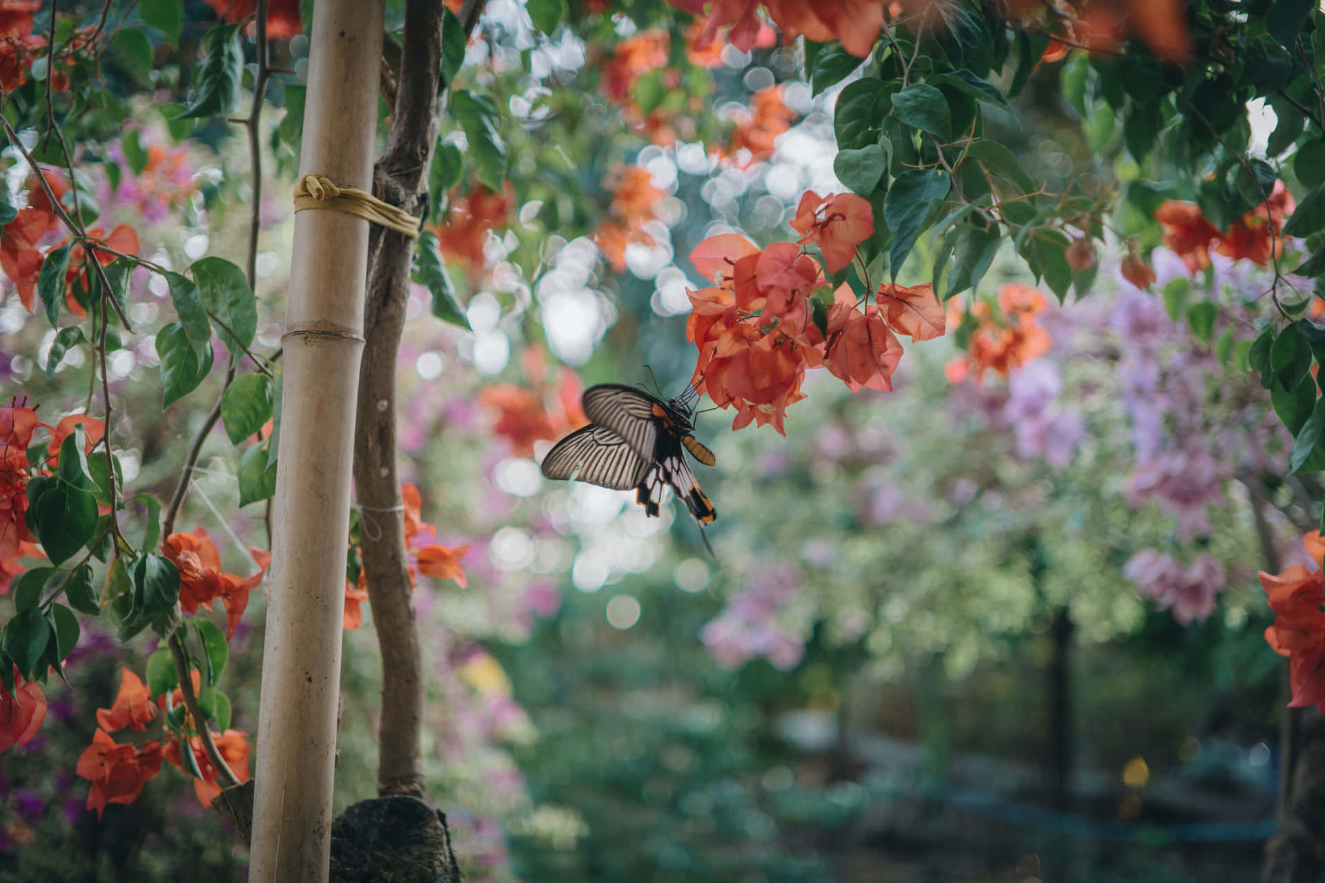 Immaginidi Farfalle Estetiche
