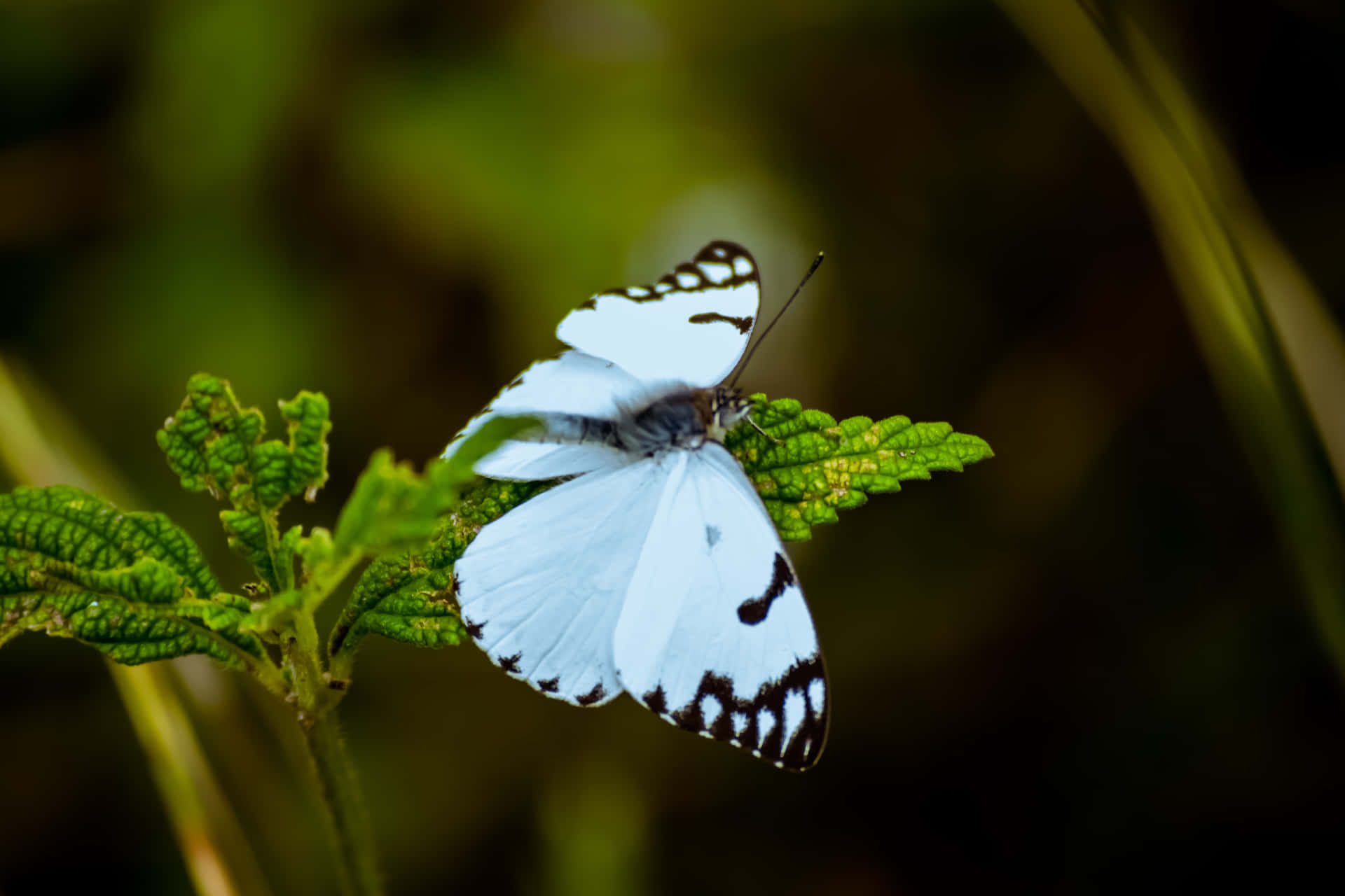 Immaginidi Farfalle Estetiche
