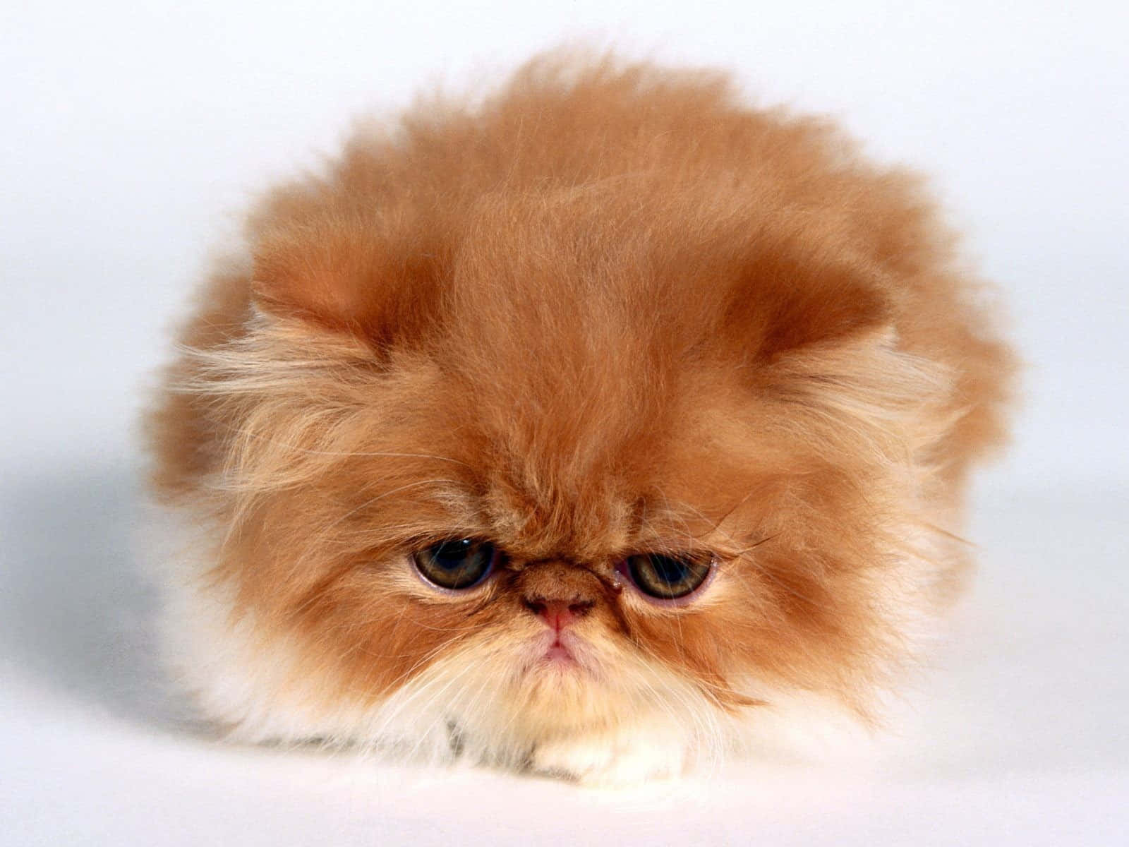 Immaginidi Grumpy Cat