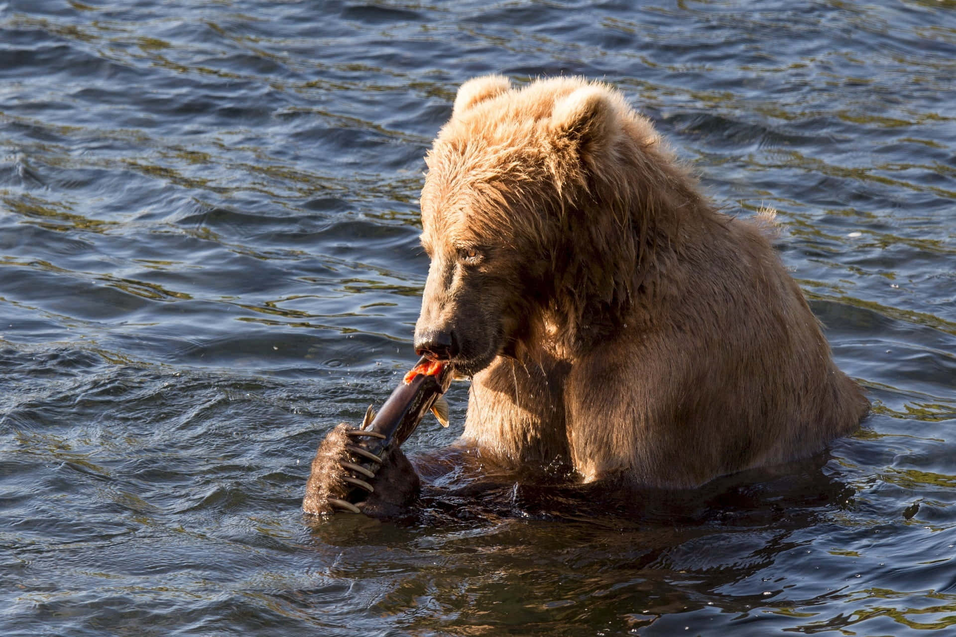 Immaginidi Orsi Kodiak