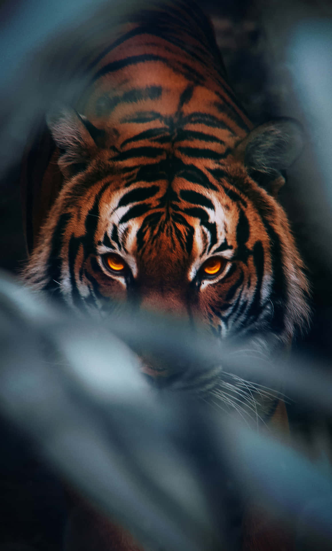 Immaginidi Volti Di Tigre