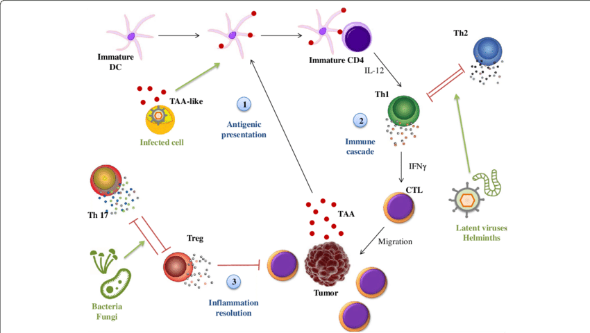 Immune_ Response_to_ Infection_and_ Cancer PNG