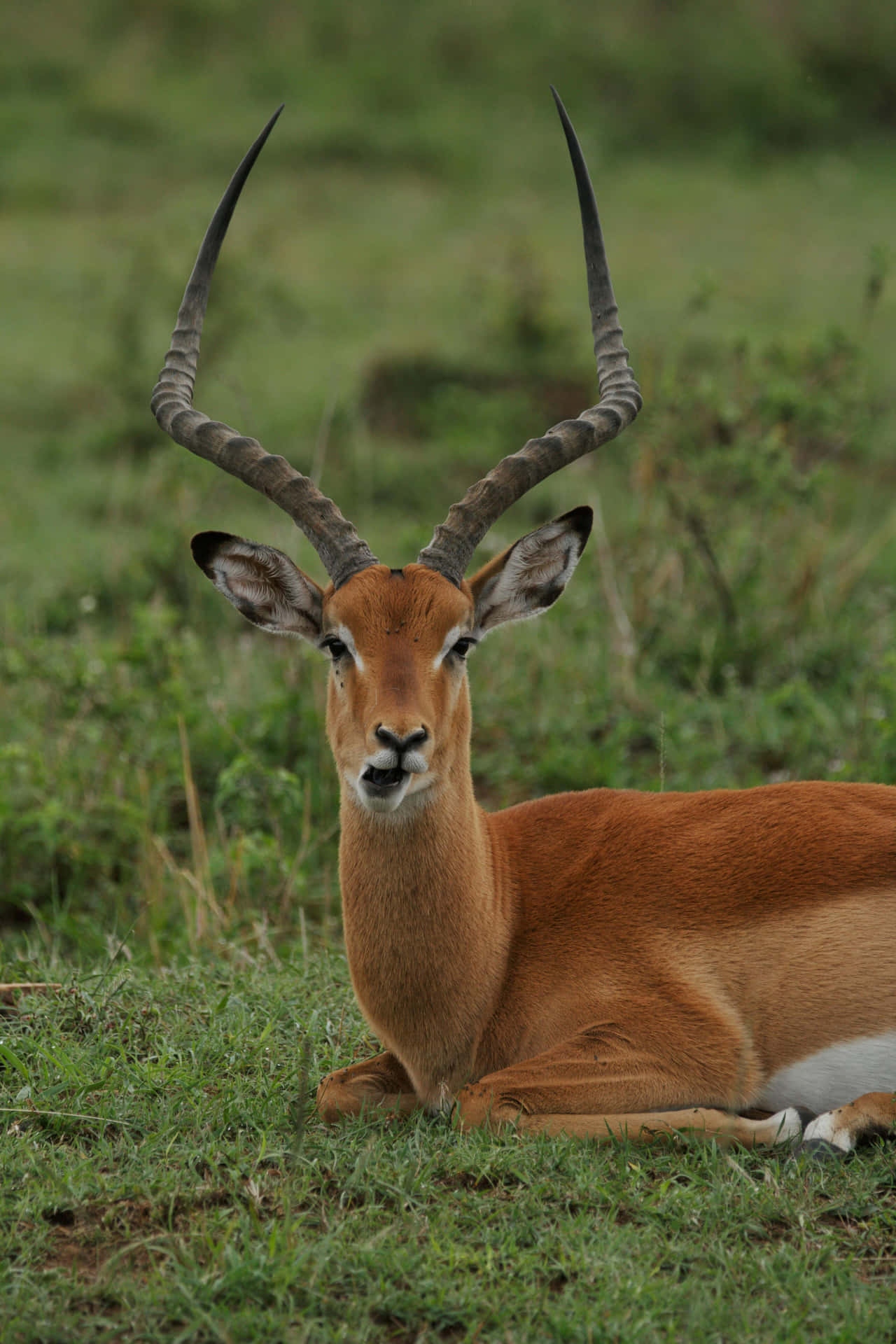 Antelope Impala Beristirahat Di Rumput Wallpaper