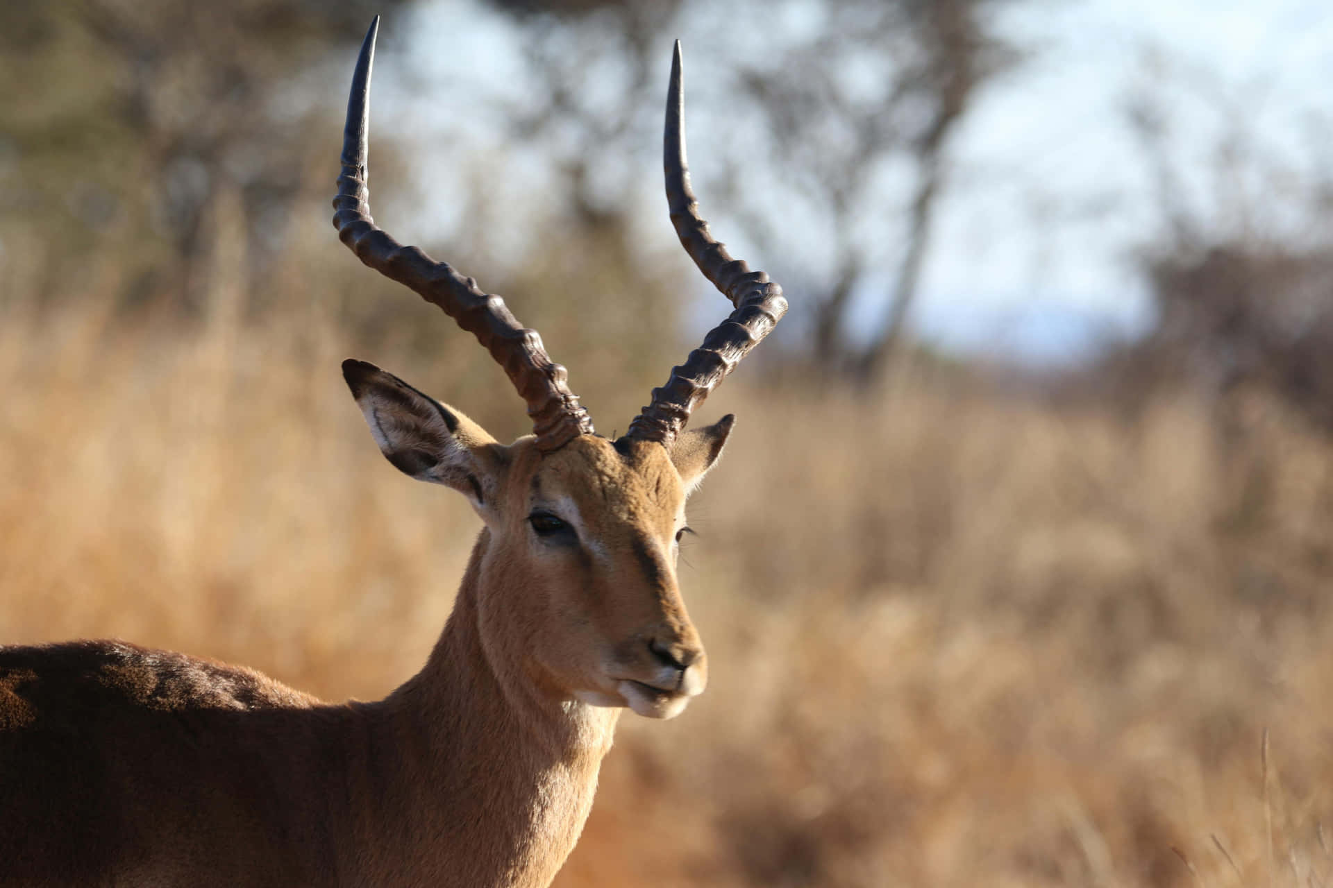 Impala Antelopein Savanna Wallpaper