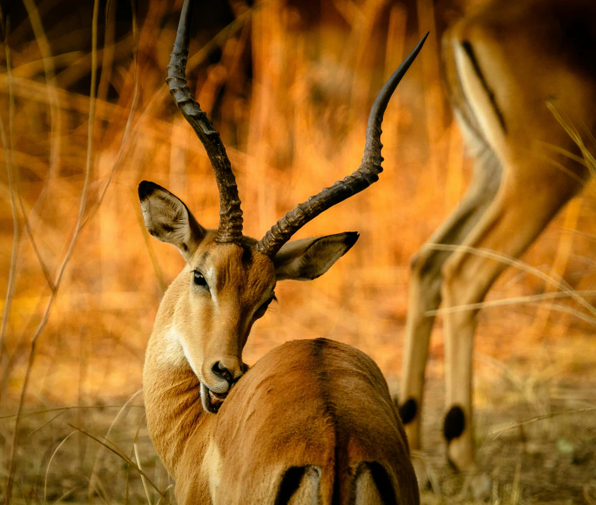 Impala Antelopein Savannah Wallpaper