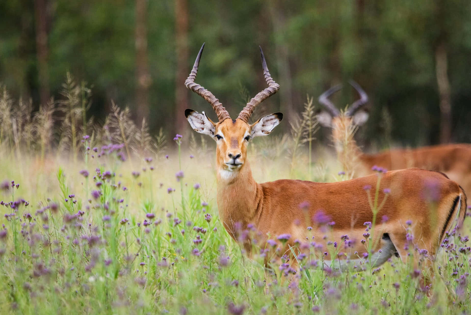 Impala Di Padang Bunga Liar Wallpaper