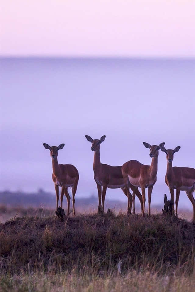 Impalasnel Parco Nazionale Di Masai Mara Sfondo