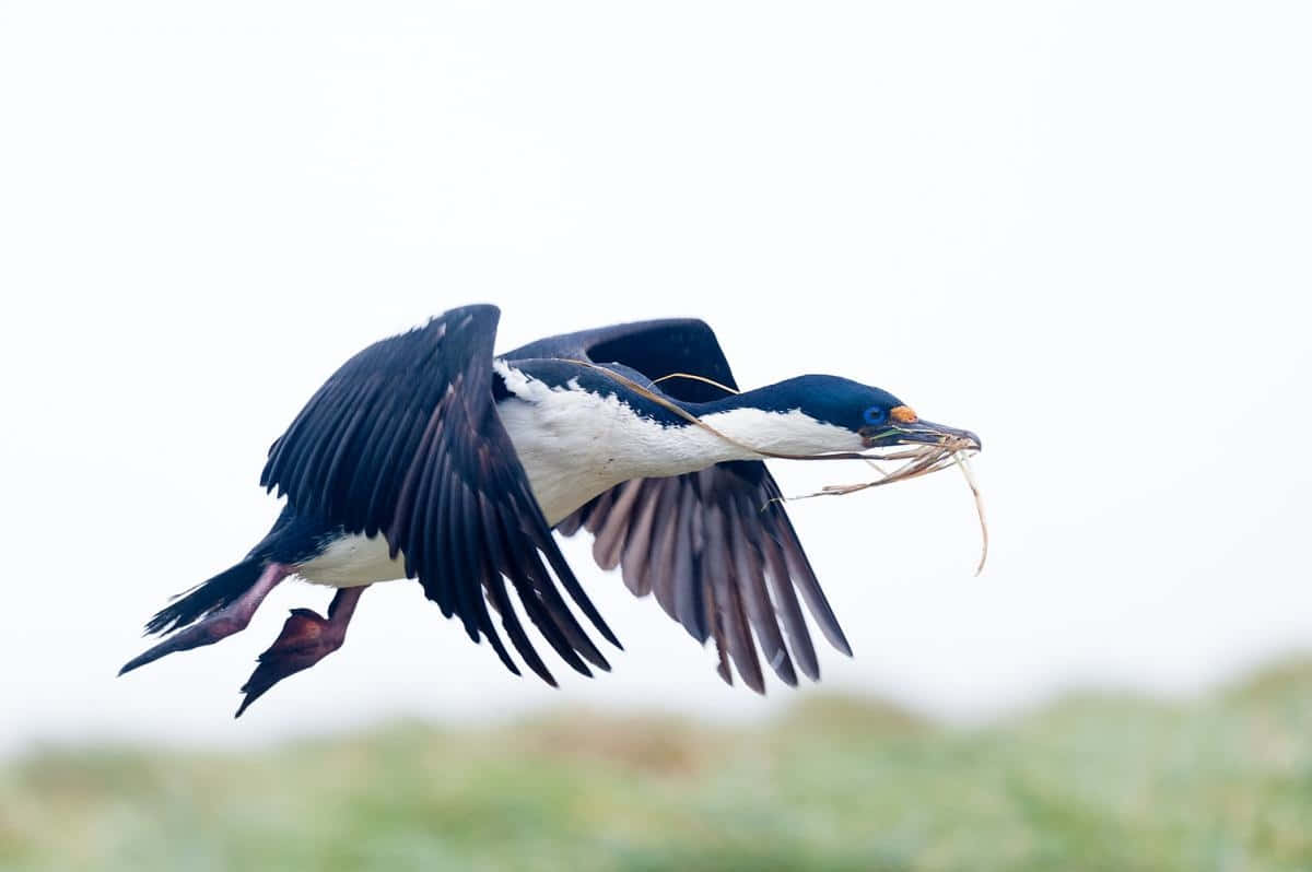 Imperial Shag In Flight With Twigs Wallpaper