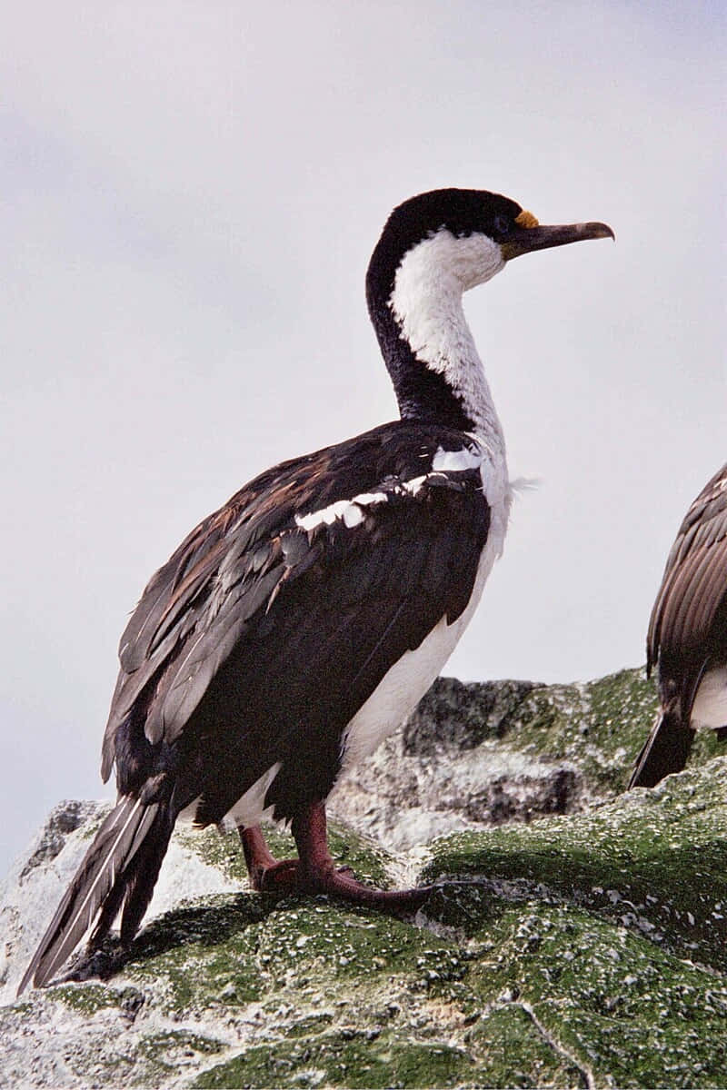 Imperial Shag On Rocky Outcrop Wallpaper