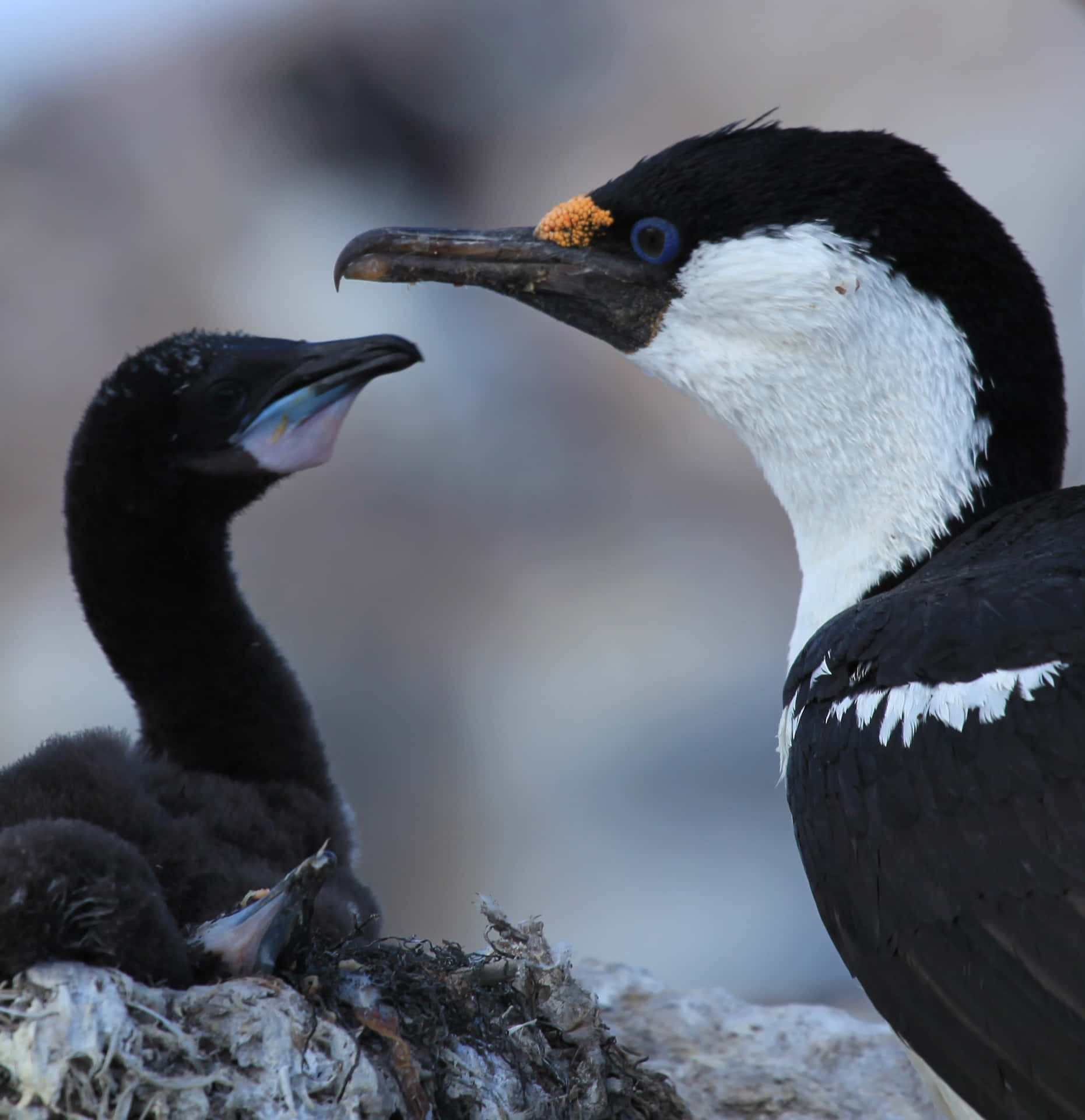 Imperial Shag With Chick Wallpaper