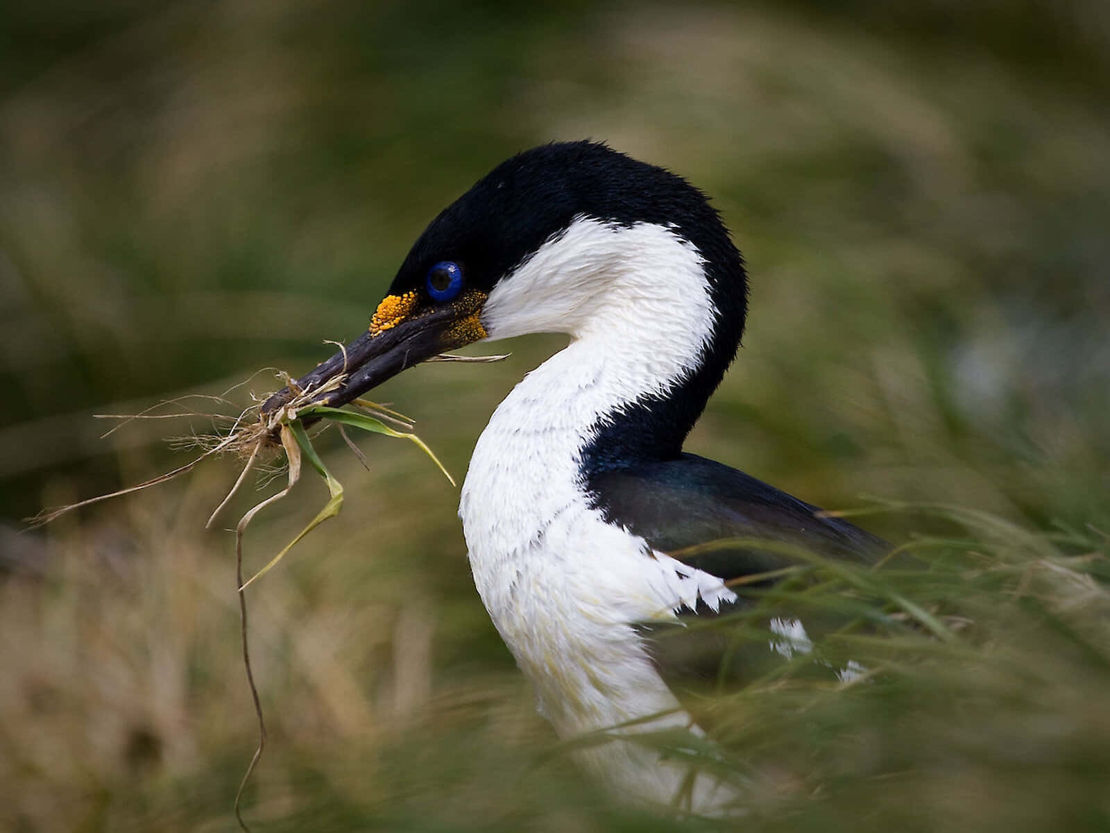 Imperial Shag With Nesting Material Wallpaper