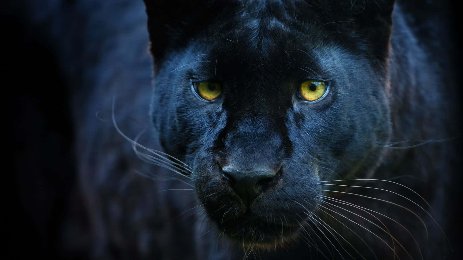 Imponentepantera Negra Acechando En La Naturaleza