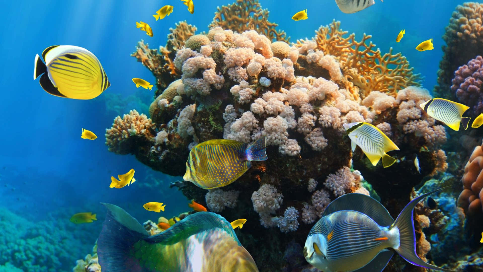 Impresionanteformación De Arrecife De Coral Vibrante.