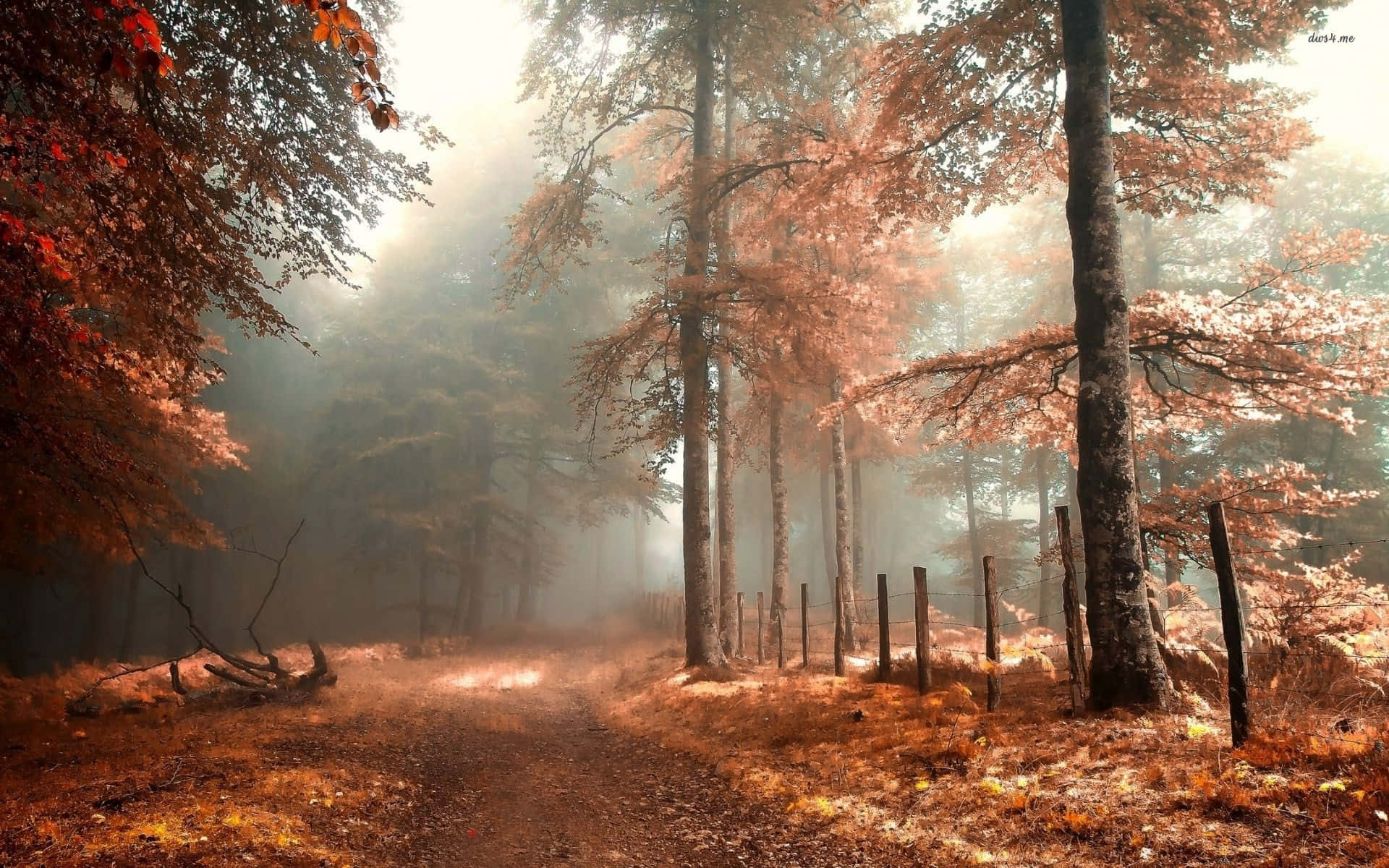 Impresionantepaisaje De Otoño Con Árboles Dorados.